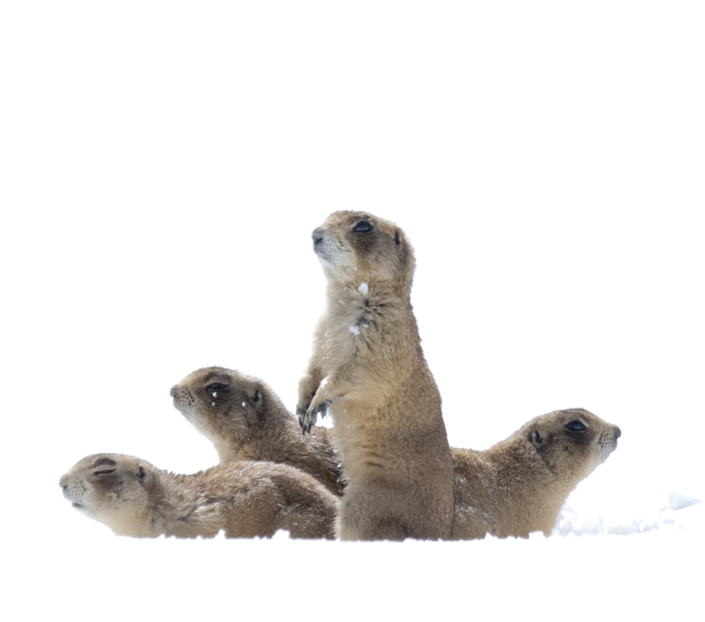 photo: Elaine Miller Bond prairie dog pups from the book, THE UTAH PRAIRIE DOG.