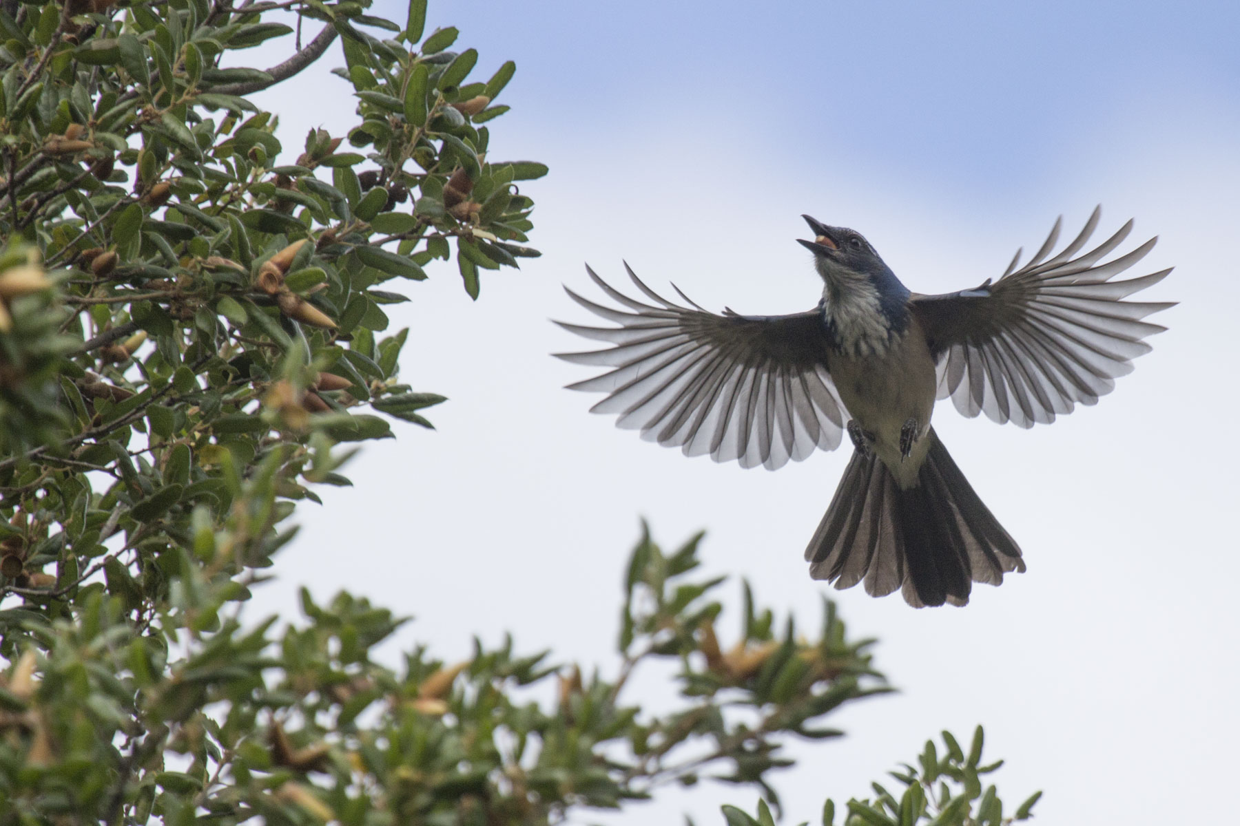 Scrub Jay, Pinnacles National Park