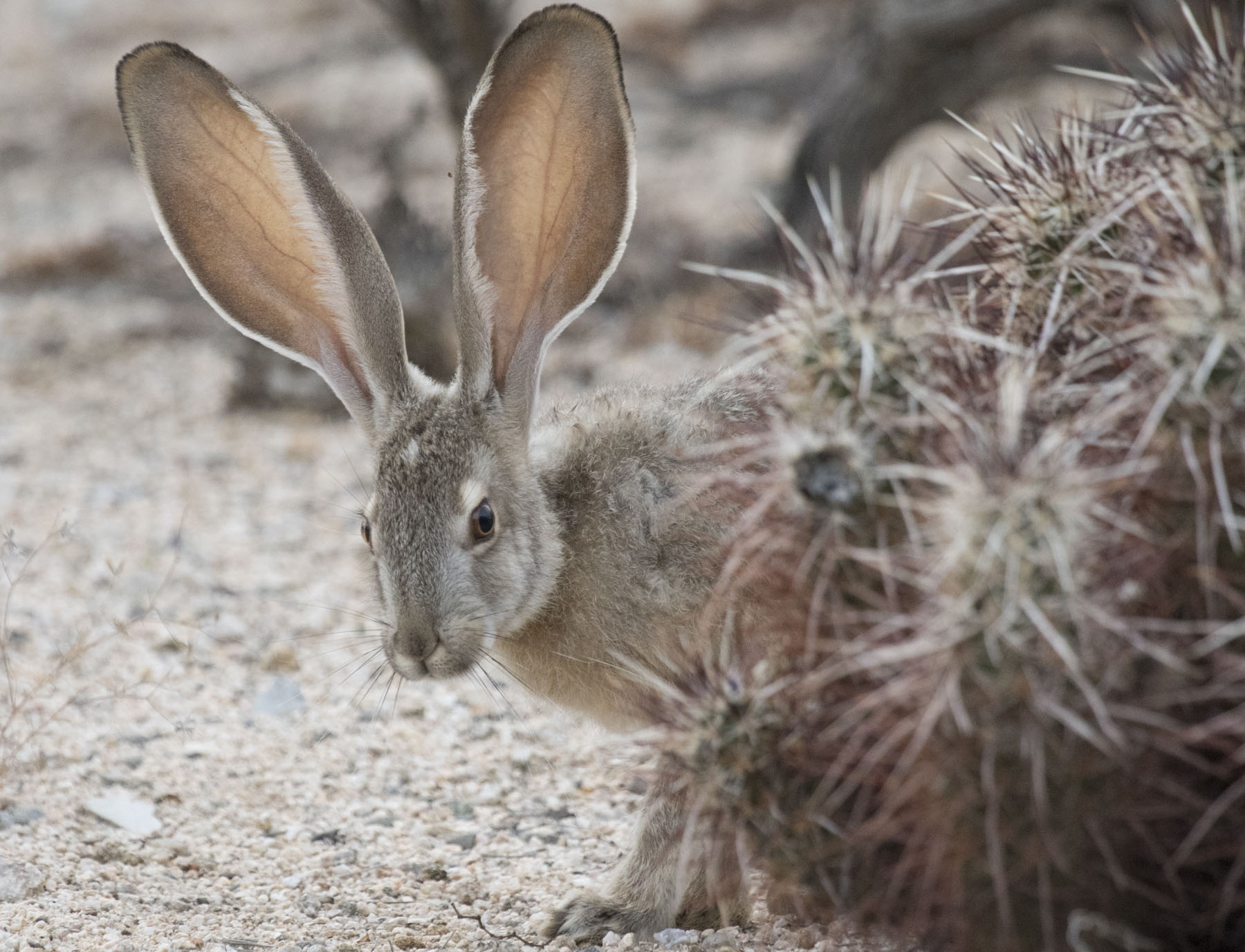 Black-Tailed Jackrabbit, Joshua Tree National Park