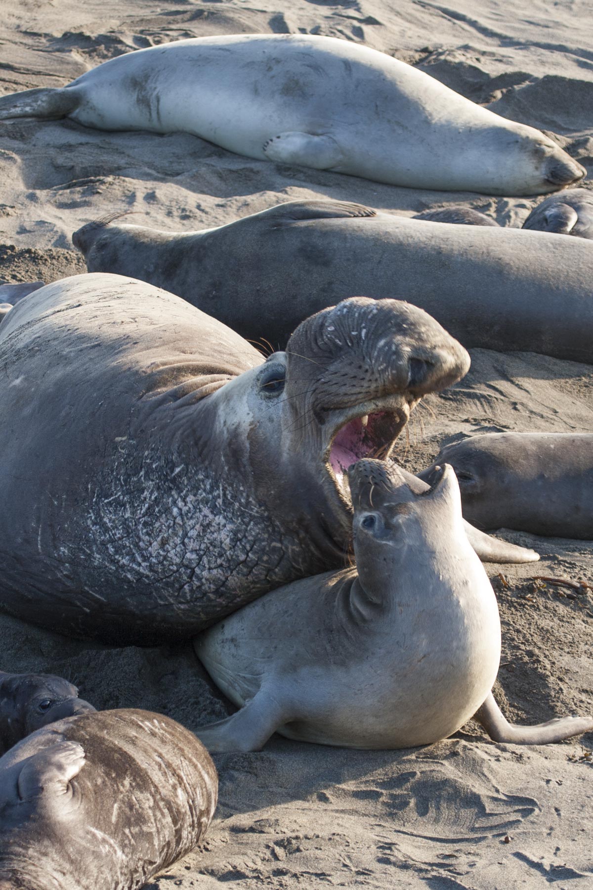 Northern Elephant Seals, San Simeon, CA