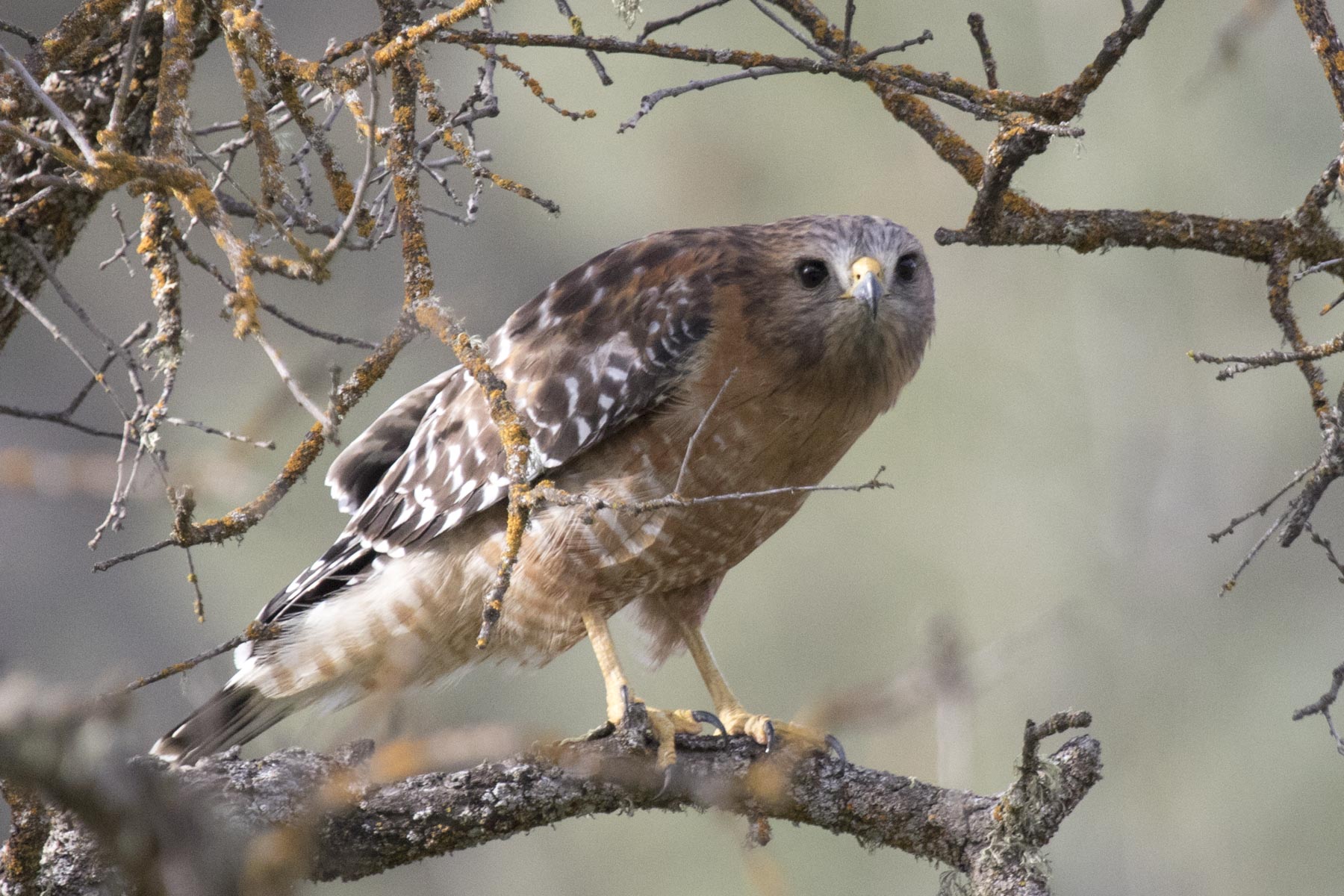 Red-Shouldered Hawk, Pinnacles National Park