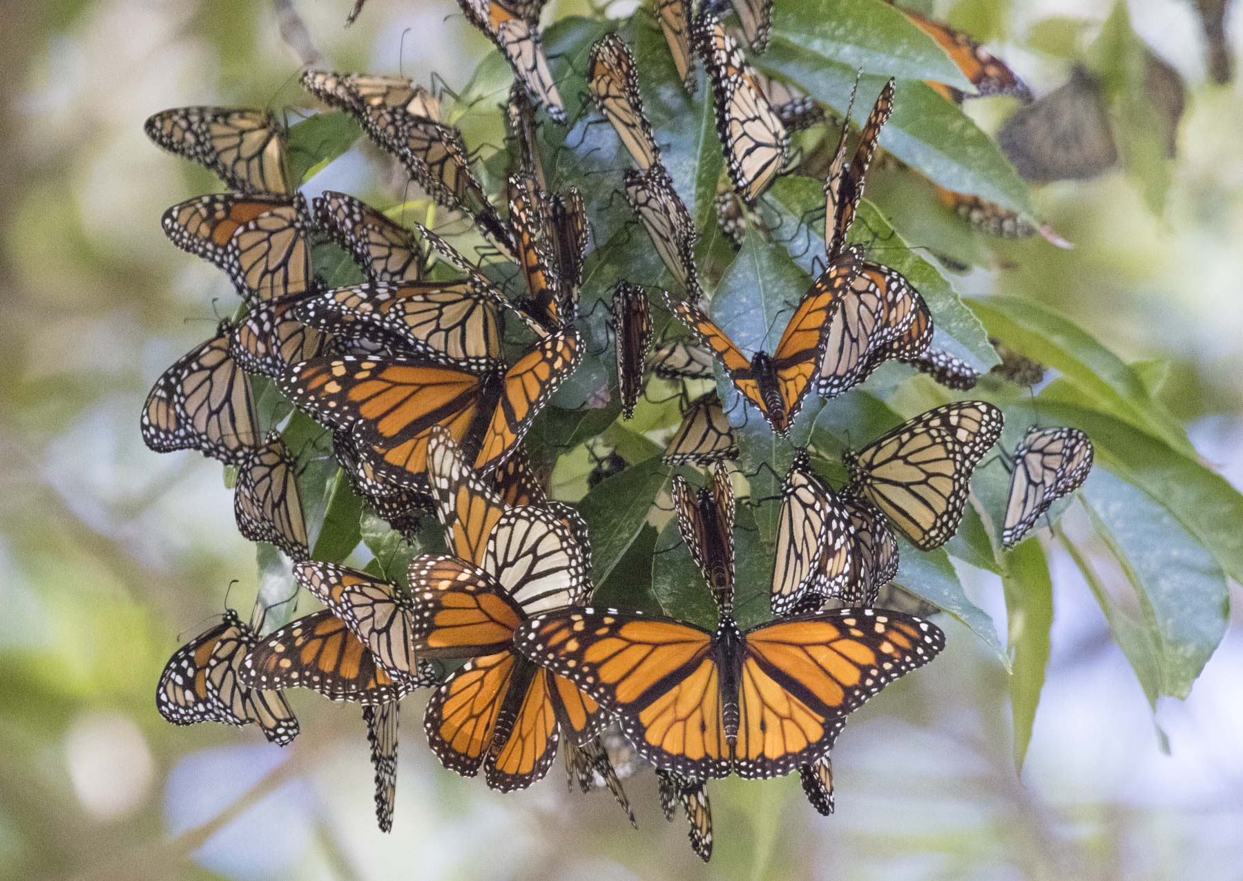 Monarch Butterflies, Berkeley's Aquatic Park