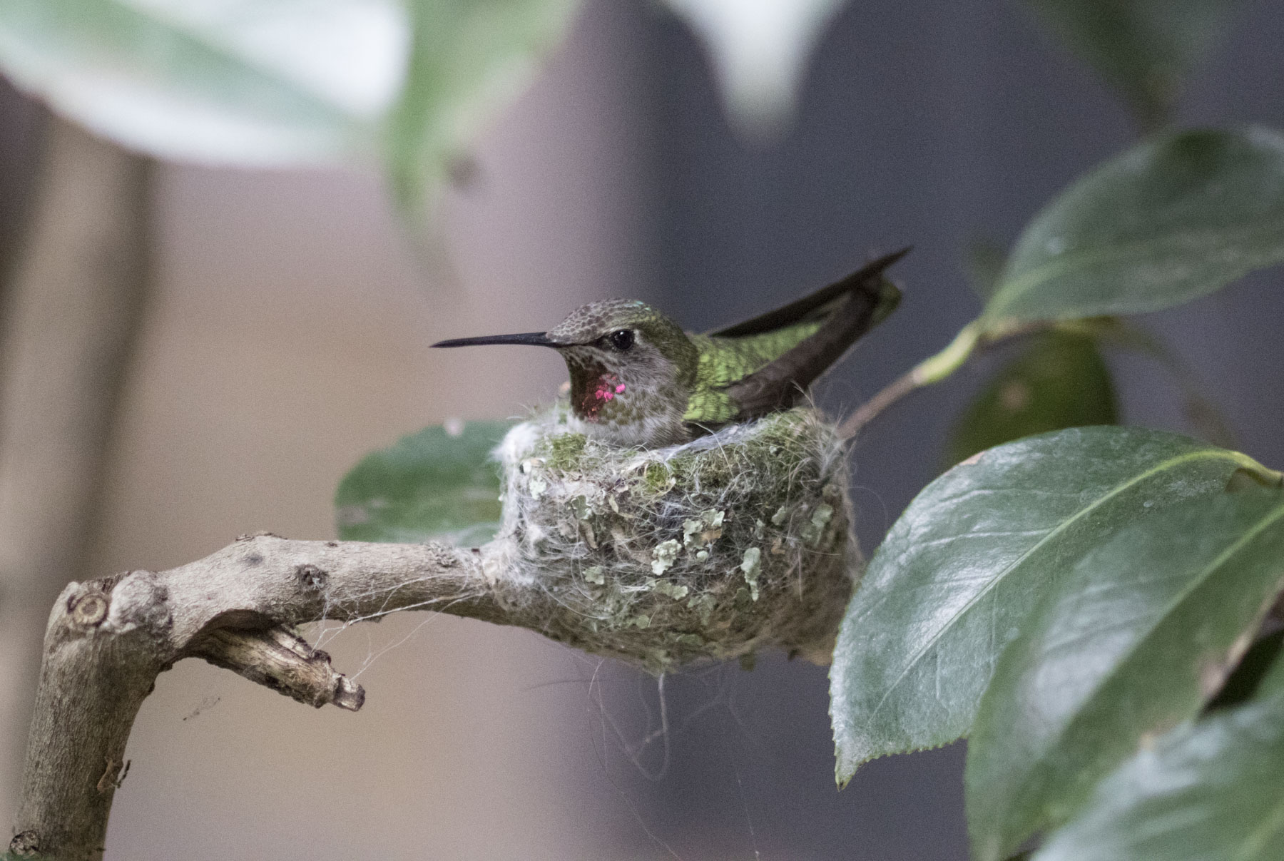 Anna's Hummingbird, Oakland, CA