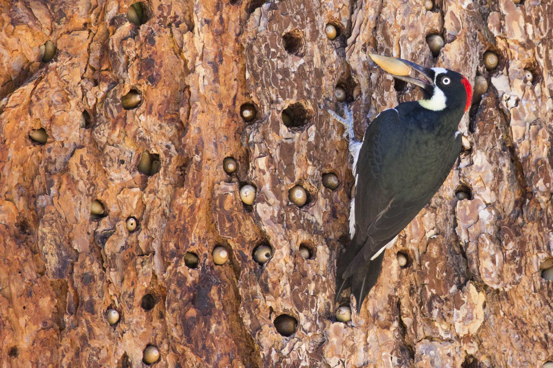 Acorn Woodpecker, Pinnacles National Park