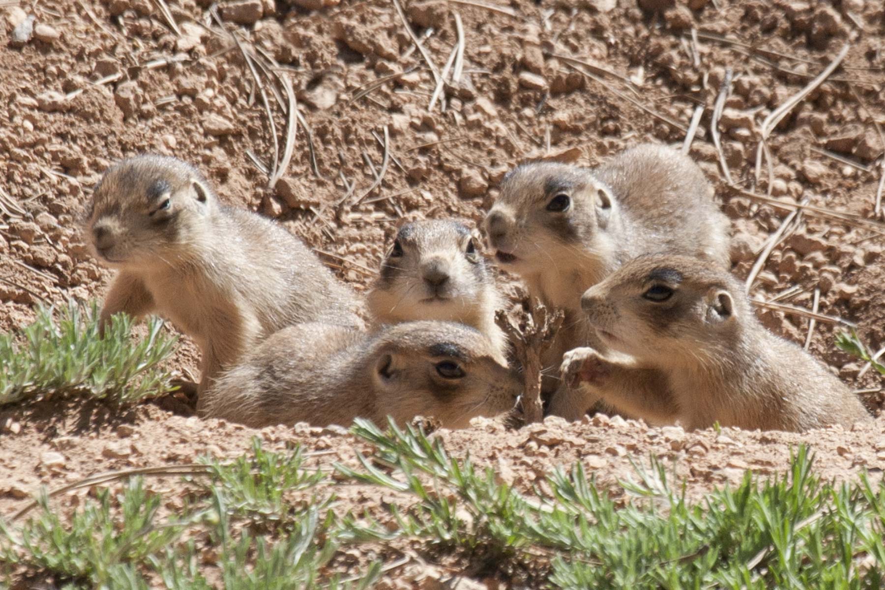 Utah Prairie Dogs, Bryce Canyon National Park