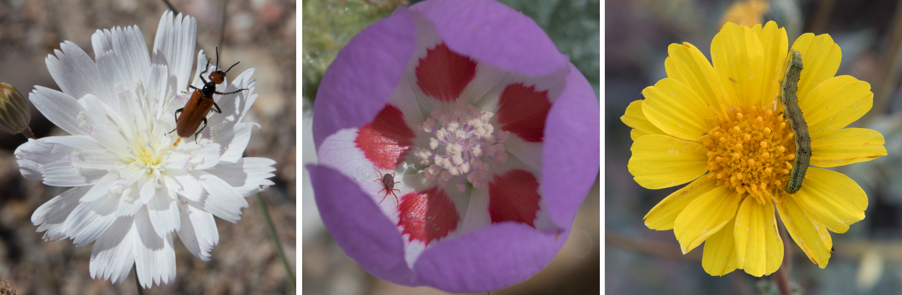 Death Valley Wildflowers