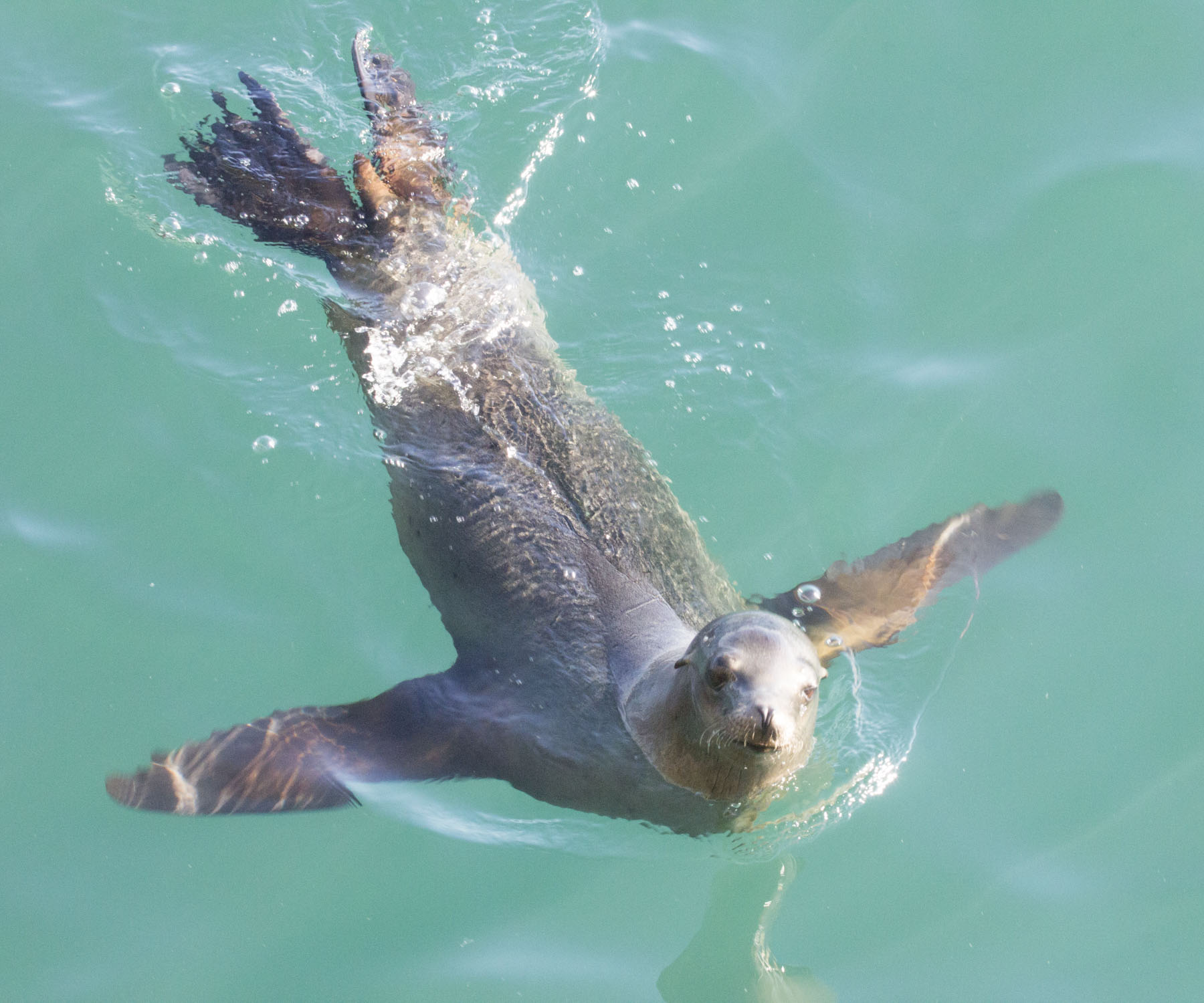 Sea lion: SWIM