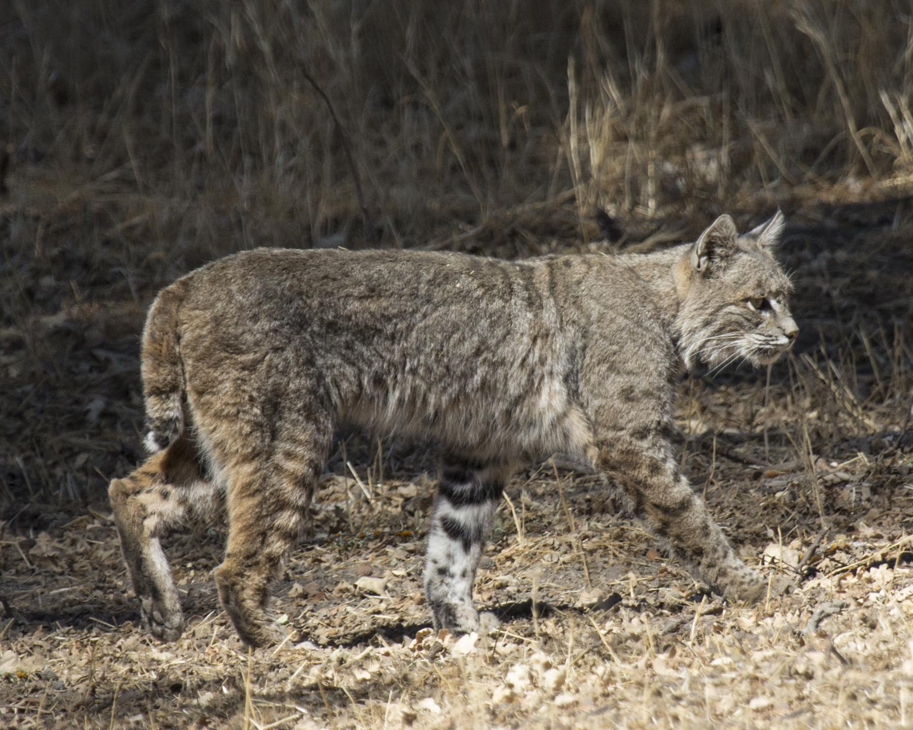 Bobcat: PROWL