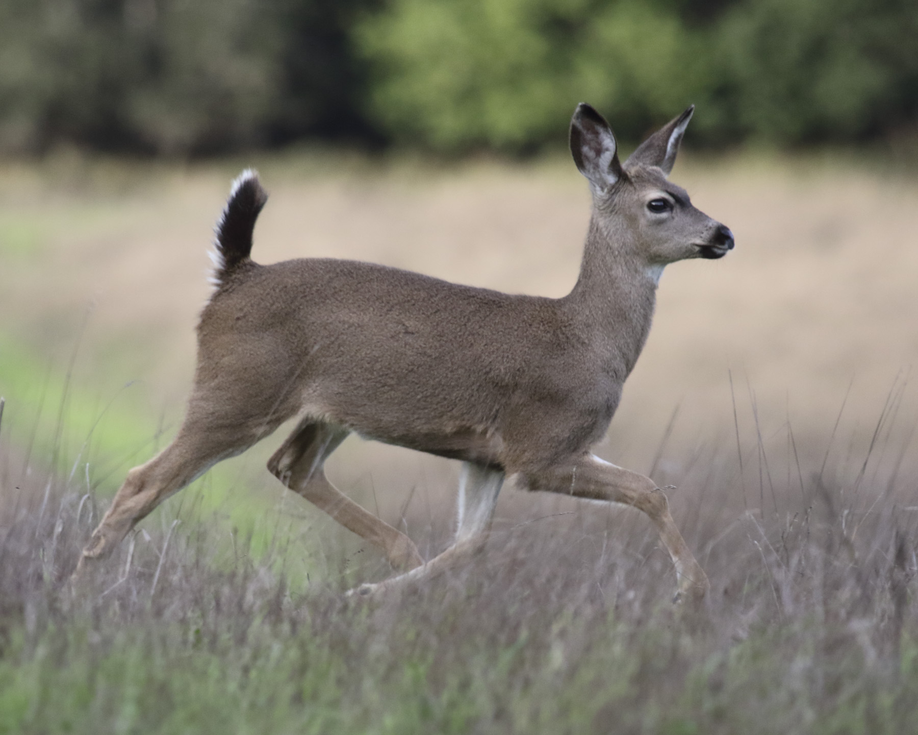 Deer: PRANCE