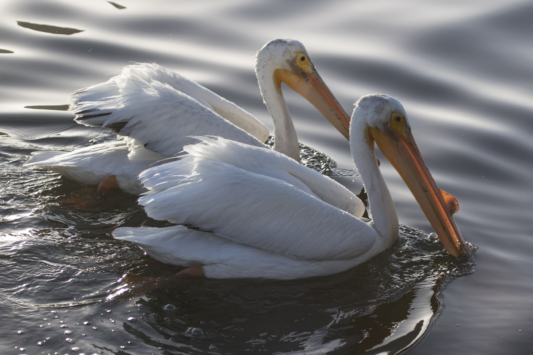 White Pelicans, Oakland's Lake Merritt