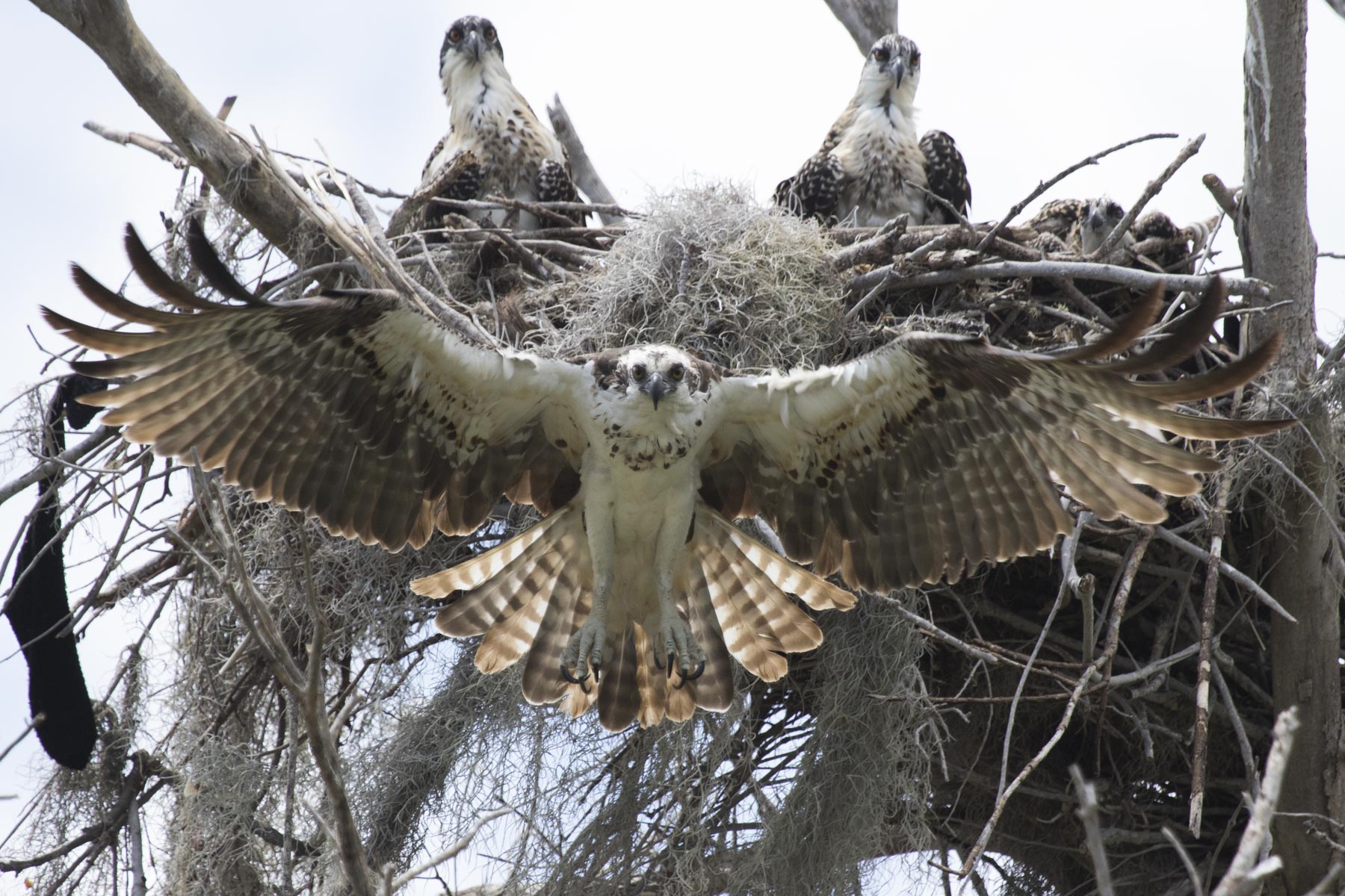 Ospreys, Everglades National Park