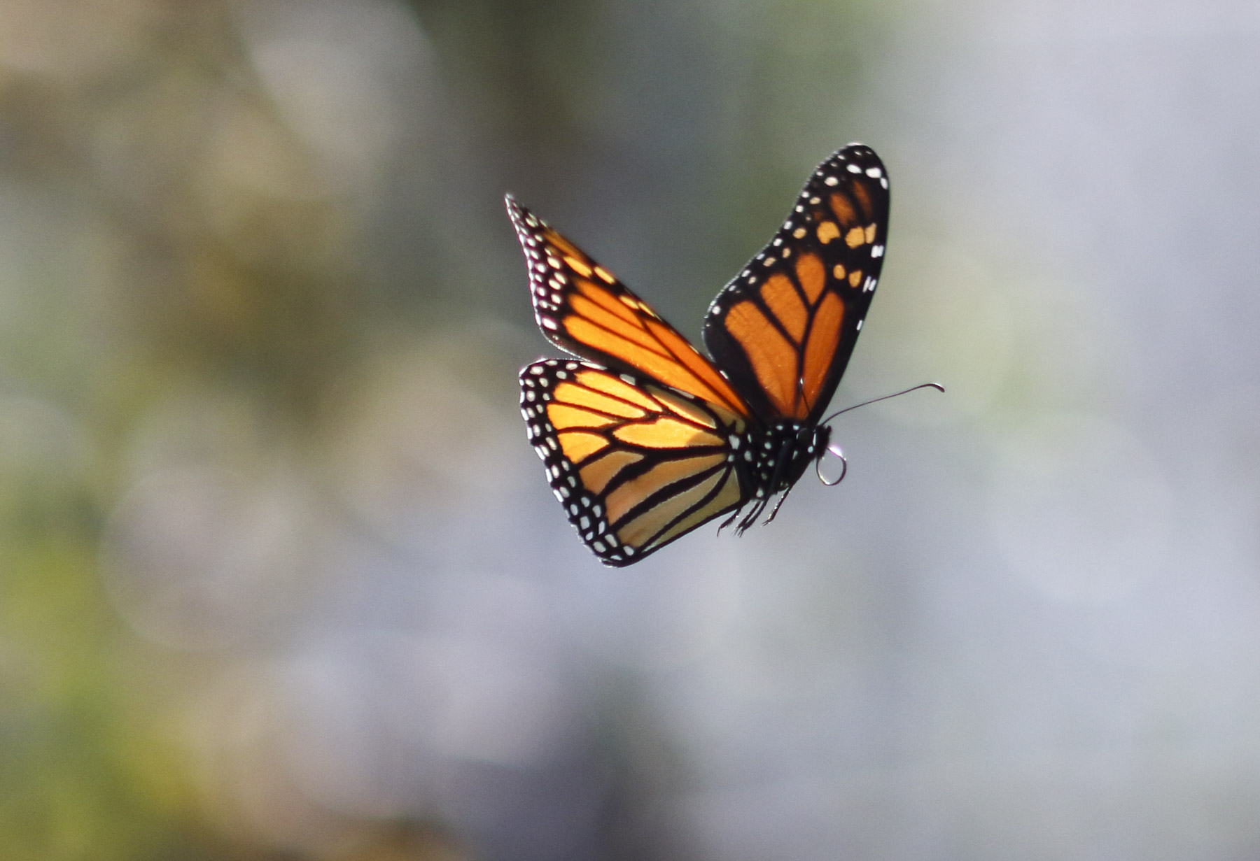 Monarch Butterfly, Santa Monica, CA