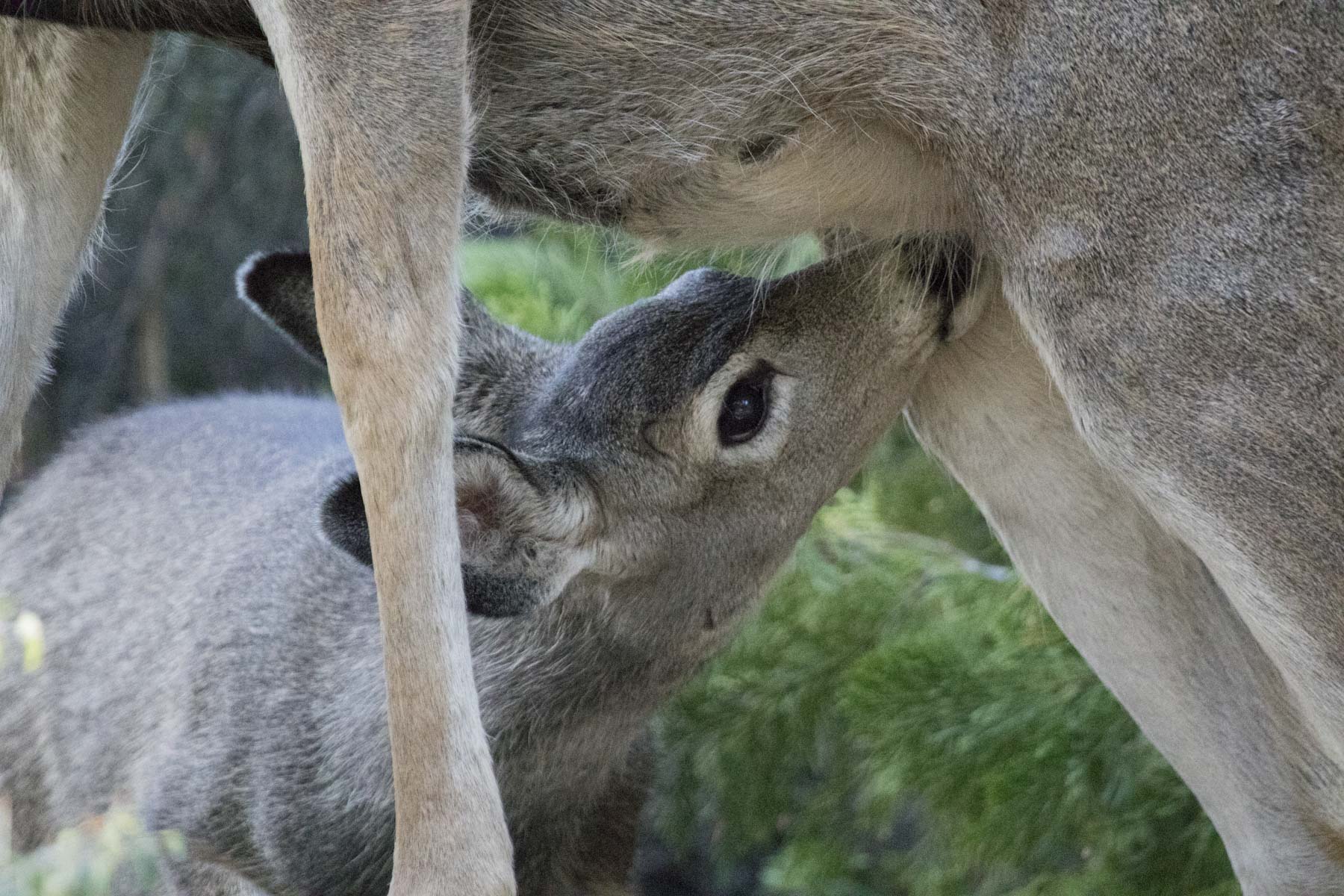 Mule Deer, Sequoia National Park