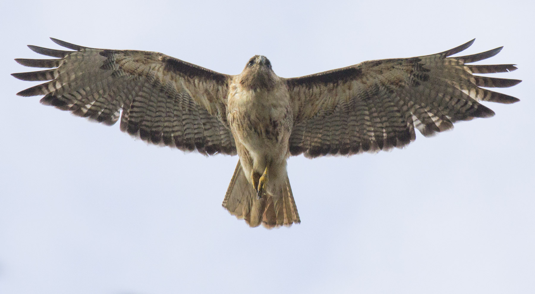 red-tailed hawk, photo by Elaine Miller Bond