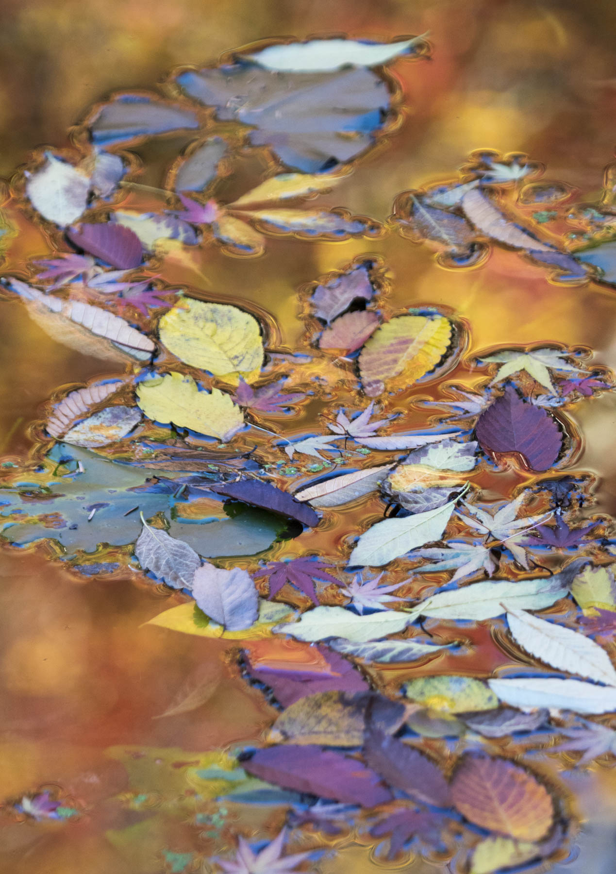 Leaves on a Pond, University of California at Berkeley Botanical Garden