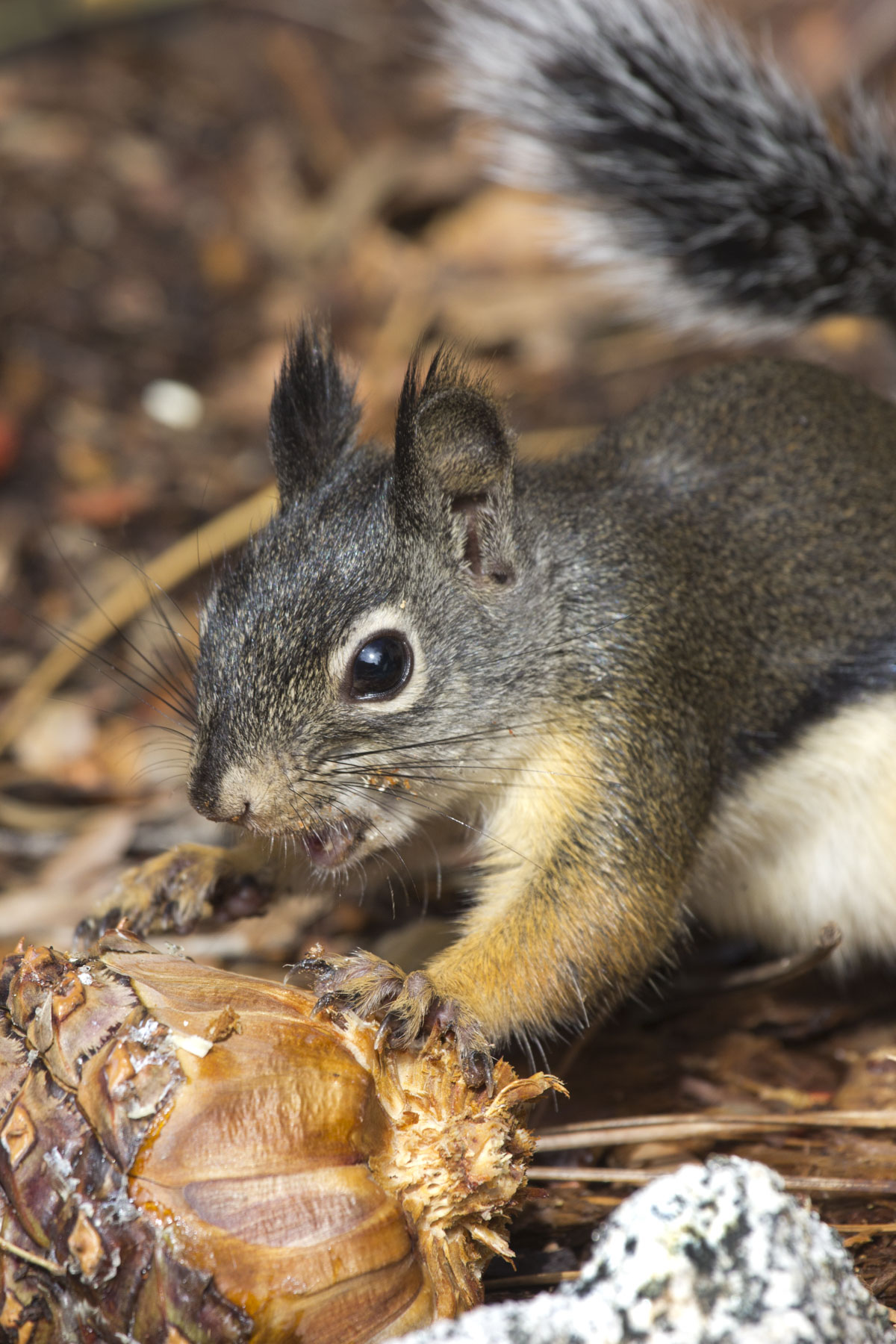 Douglas Squirrel, El Dorado National Forest