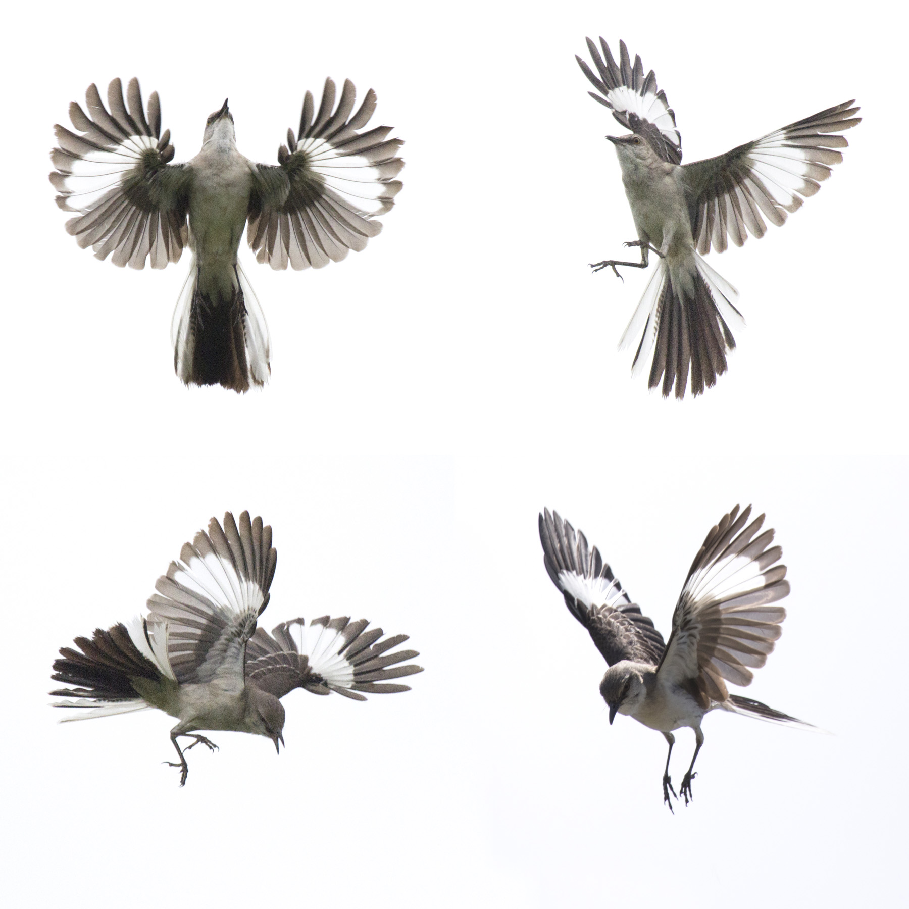 Mockingbirds (4 photos, original backgrounds), Lady Bird Johnson Wildflower Center