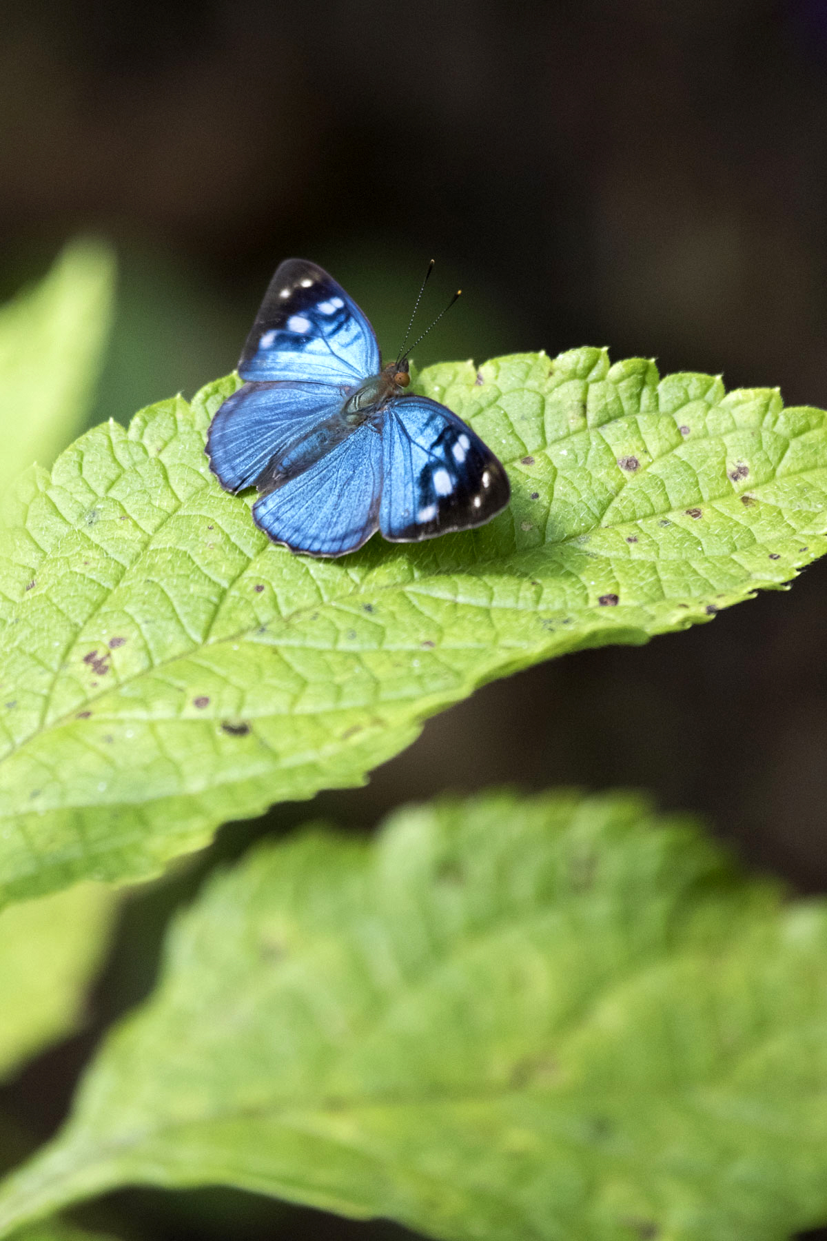 Butterfly, Puntarenas, Costa Rica