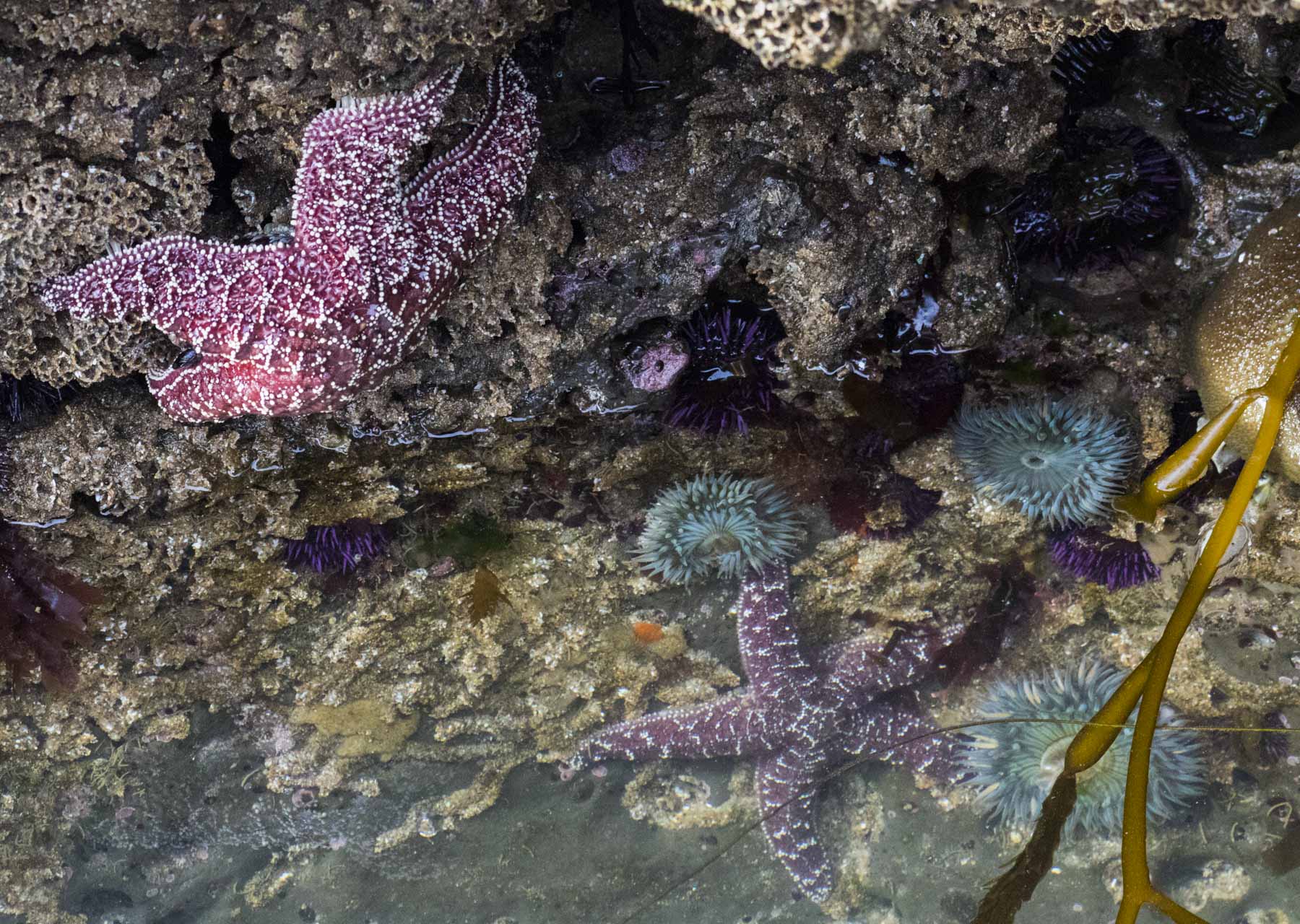 Sea Stars, Urchins, and Anenomes, Natural Bridges State Beach