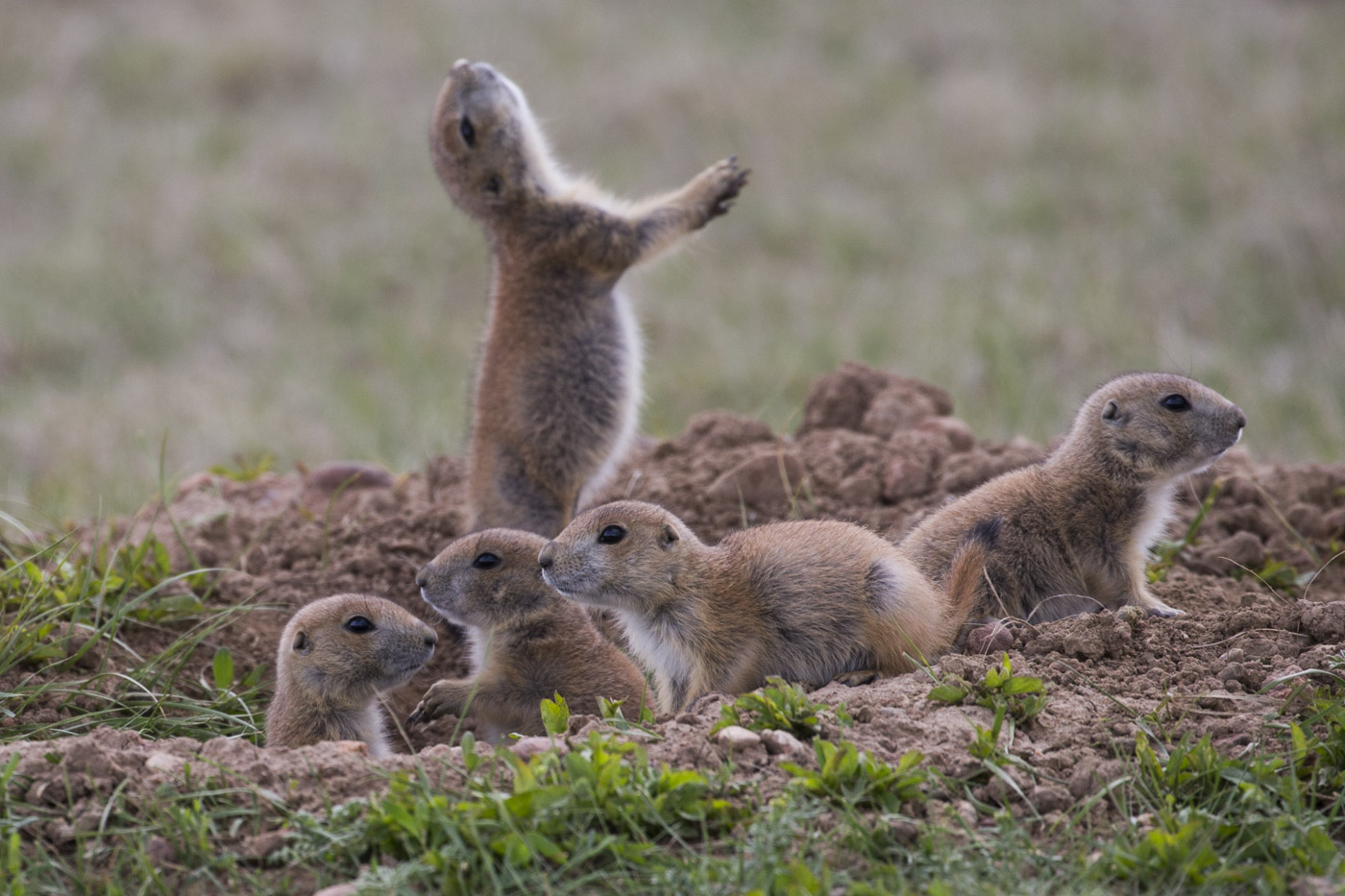 Black-Tailed Prairie Dogs, Wind Cave National Park