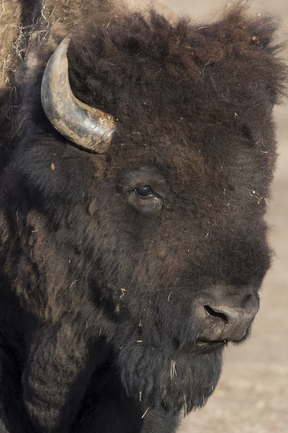 American Bison, Wind Cave National Park