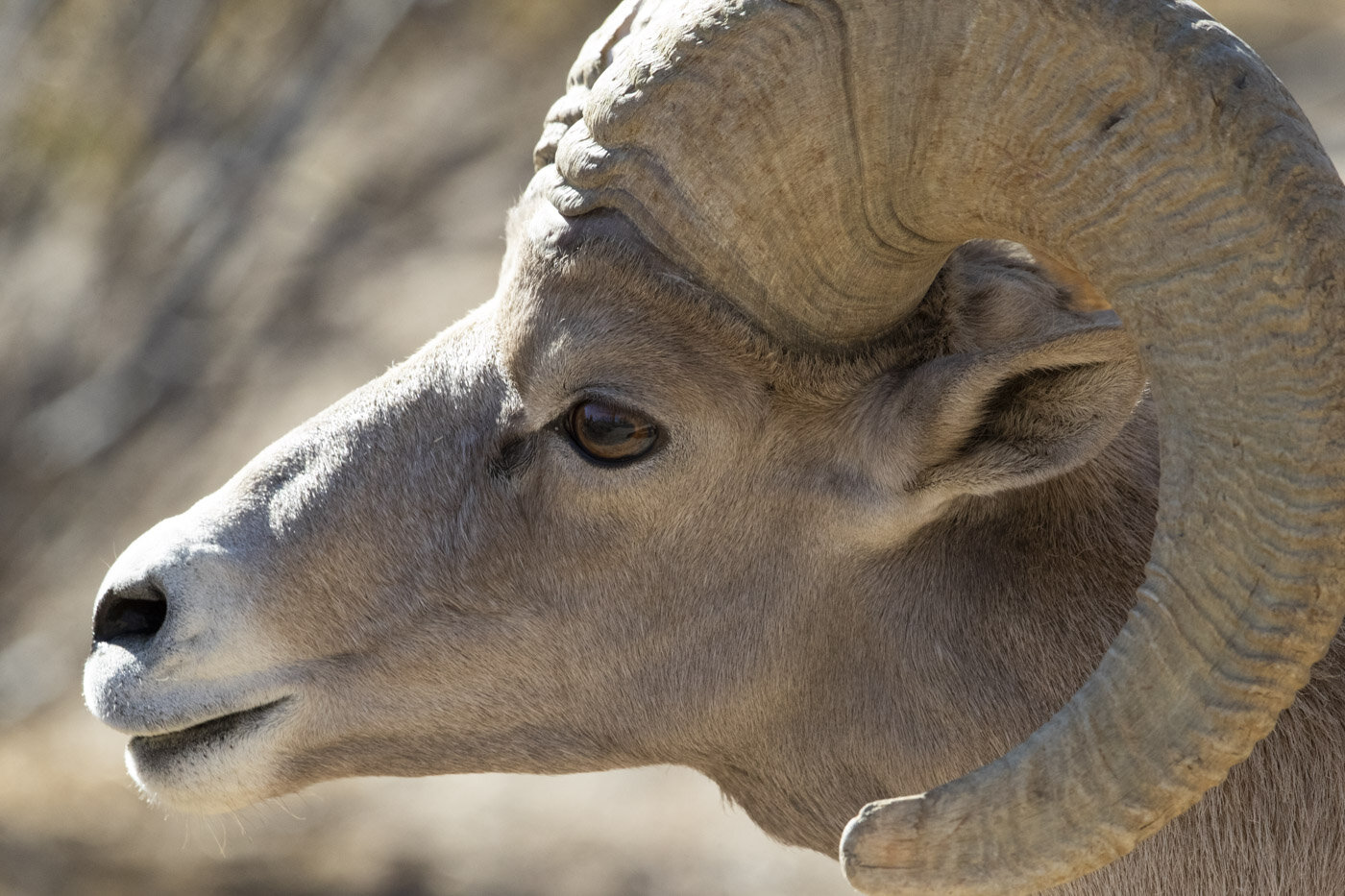 Peninsular Bighorn Sheep, Anza-Borrego Desert State Park