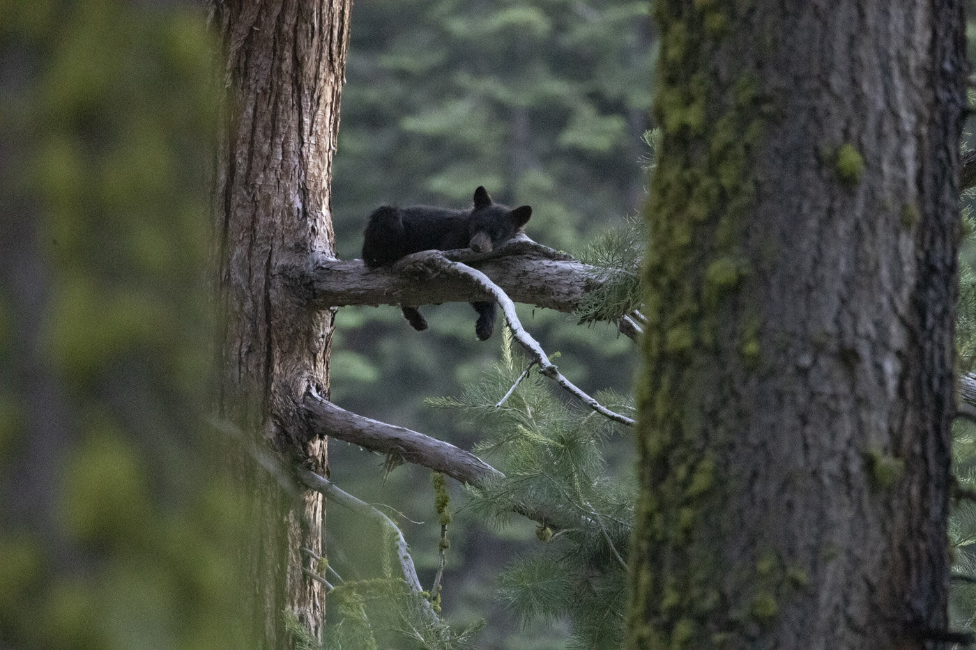 Black Bear, Sequoia National Park