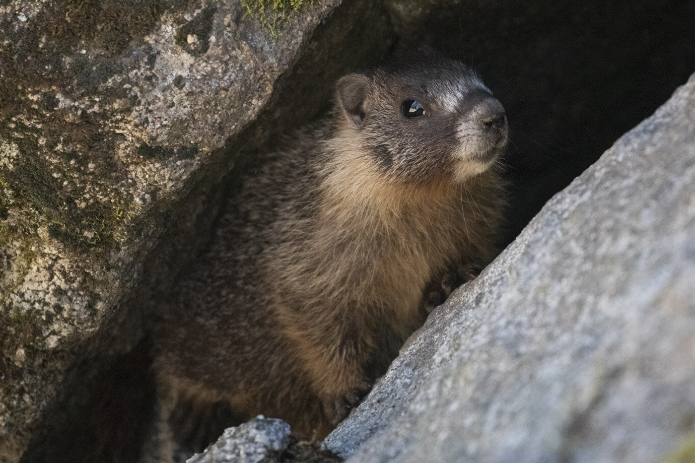 Yellow-Bellied Marmot, Sequoia National Park