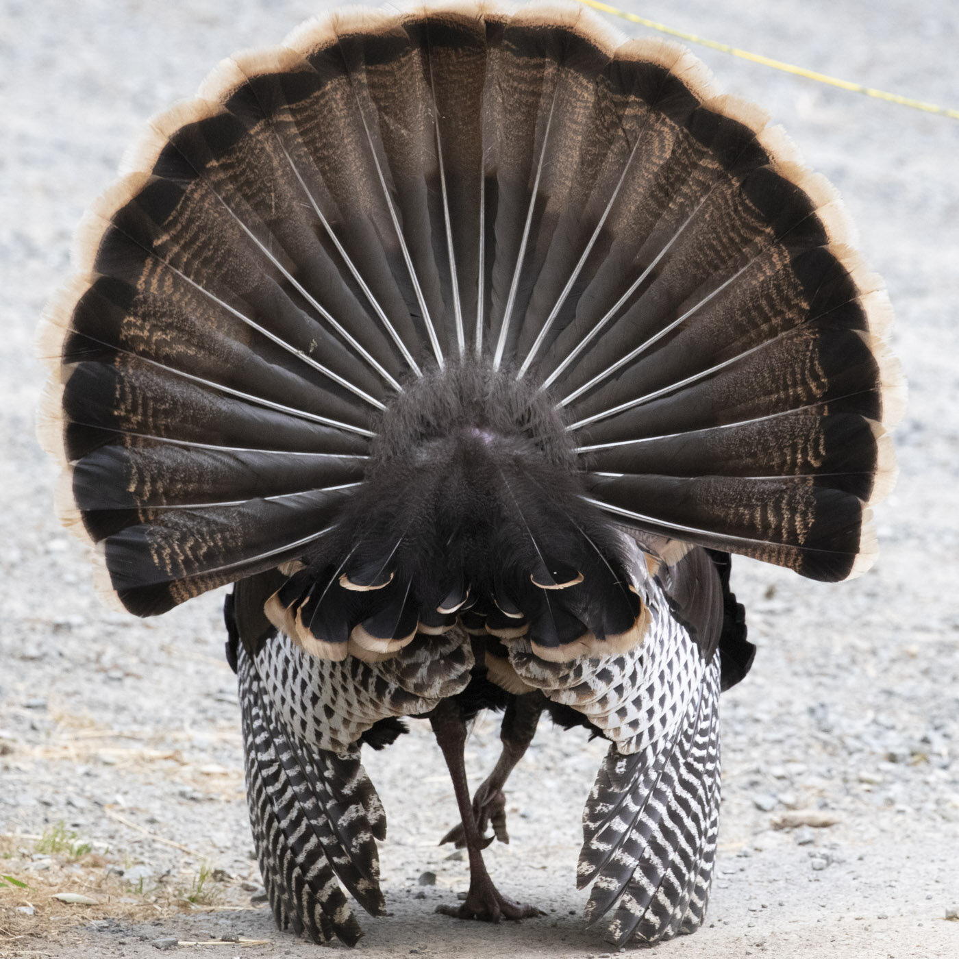 Wild Turkey, Tilden Regional Park