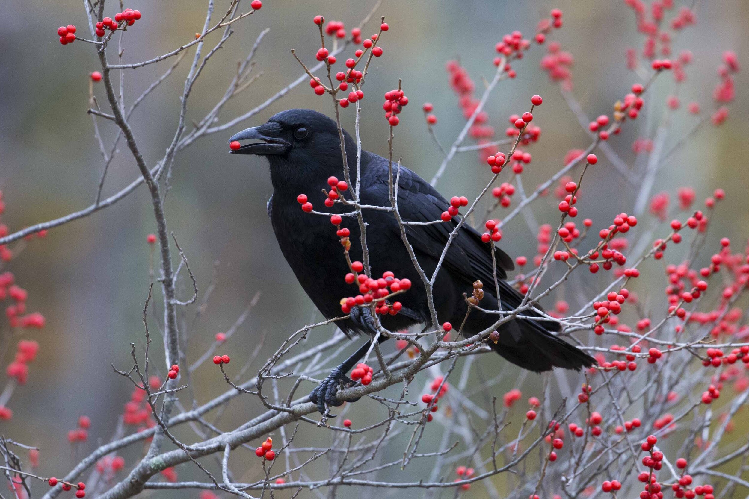 Crow, Acadia National Park