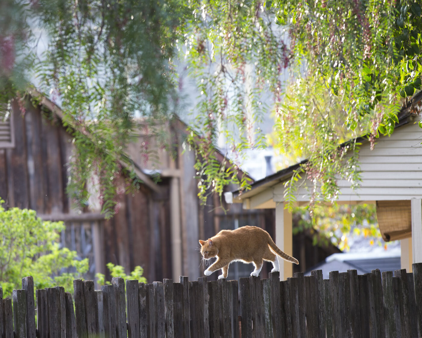 Cat, San Juan Bautista, CA