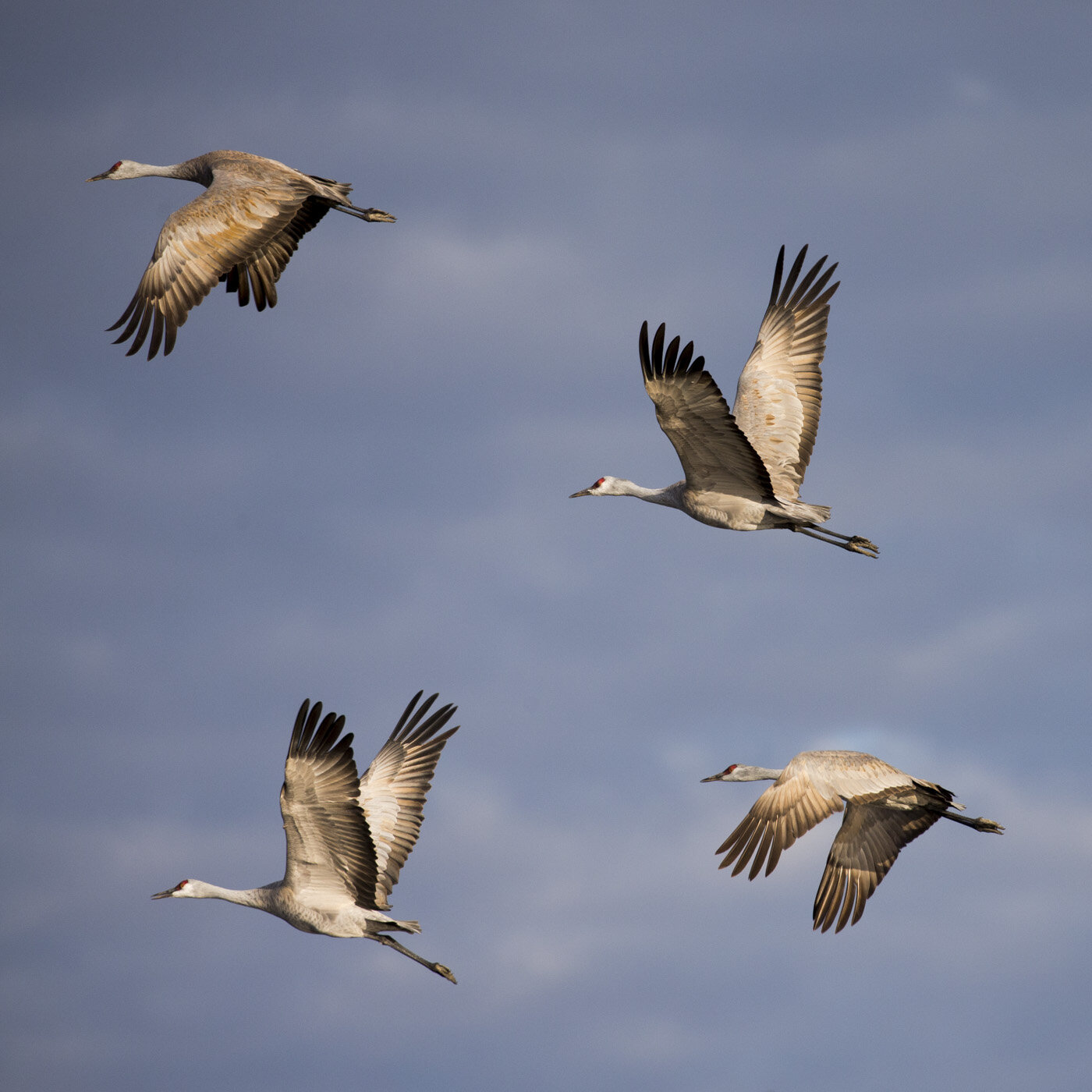 Lesser Sandhill Cranes, Platte River, NE