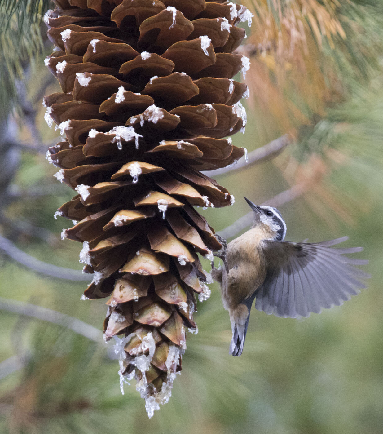 Red-Breasted Nuthatch, D.L. Bliss State Park