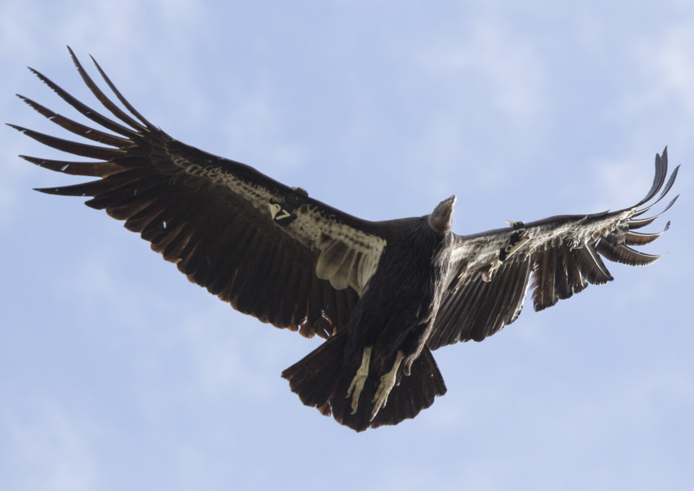 California Condor, Pinnacles National Park