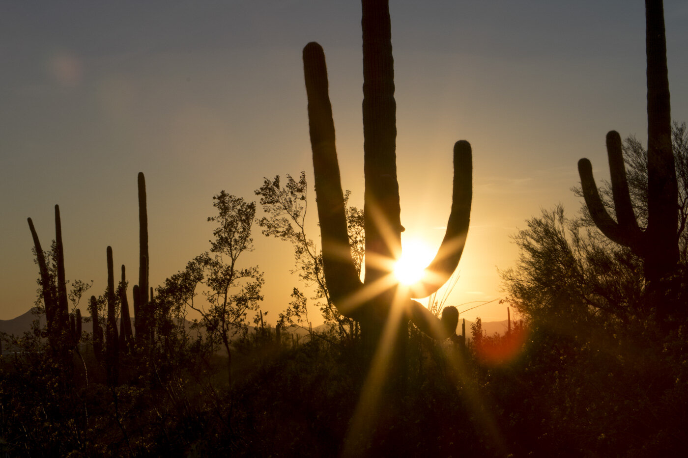 Saguaro National Park