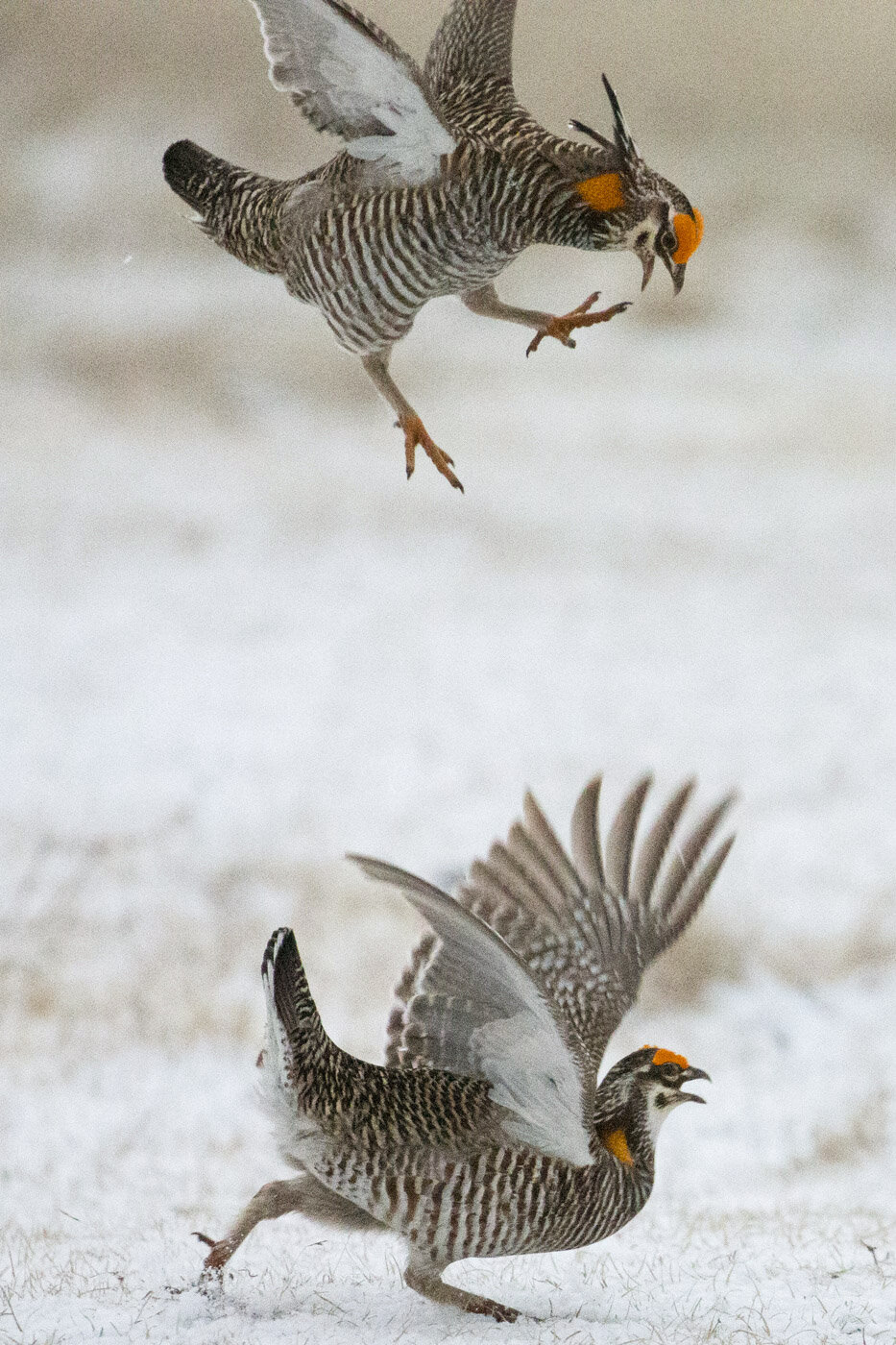 Greater Prairie Chickens, McCook, NE