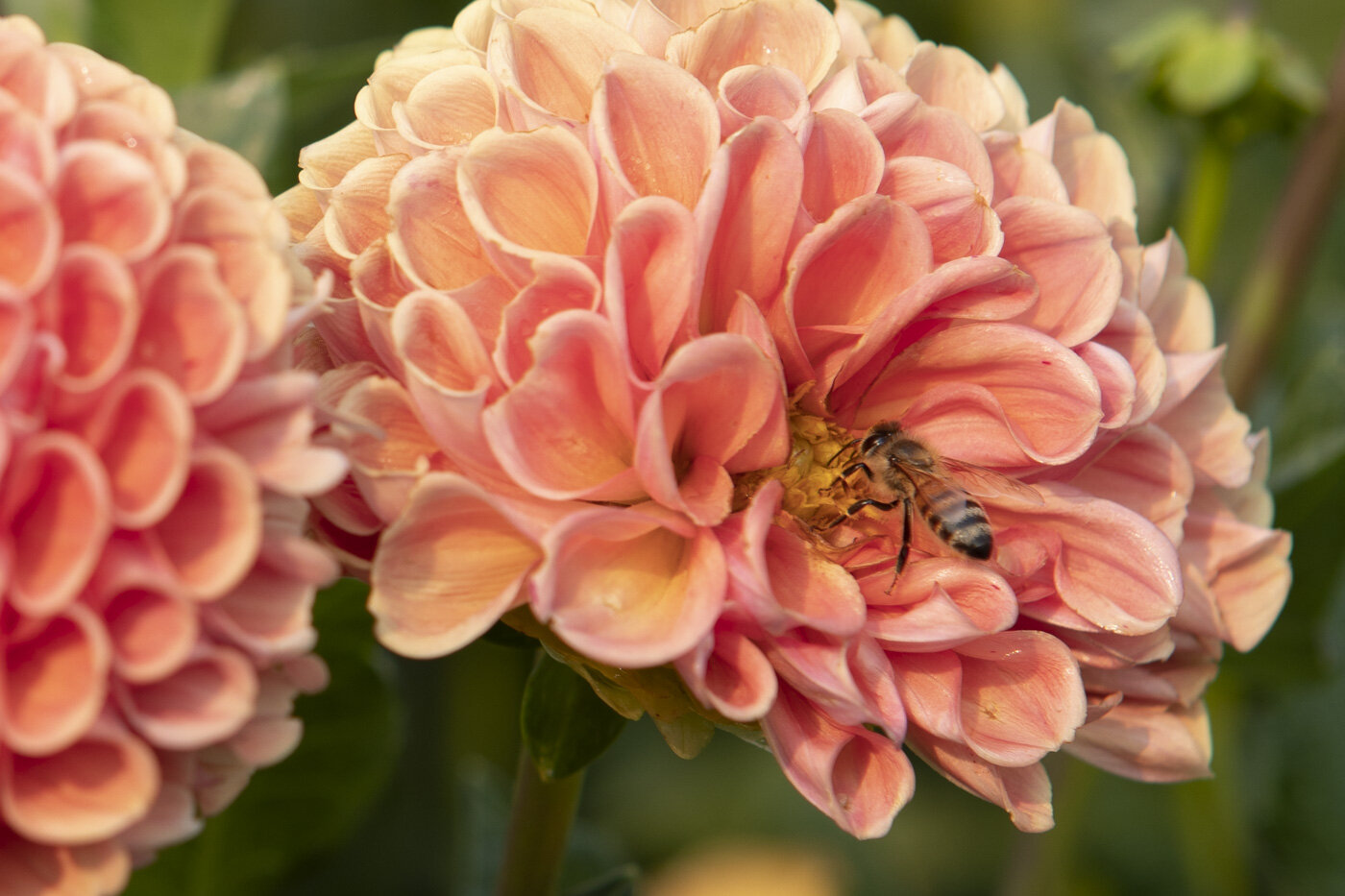 Honey Bee, Waterleaf Flower Farm, OR