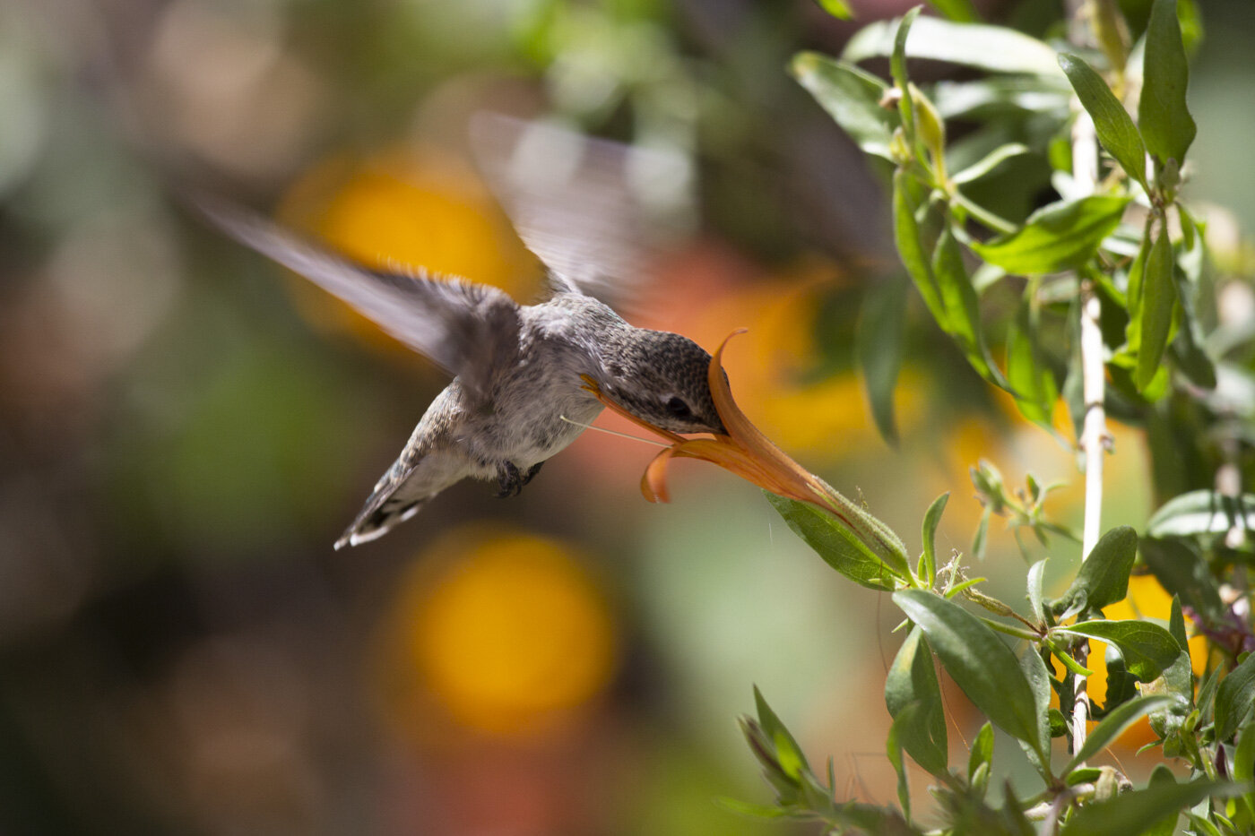 Black-Chinned Hummingbird, Tucson, AZ