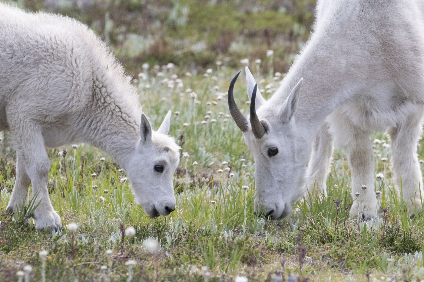 Mountain Goats, Mount Rainier National Park