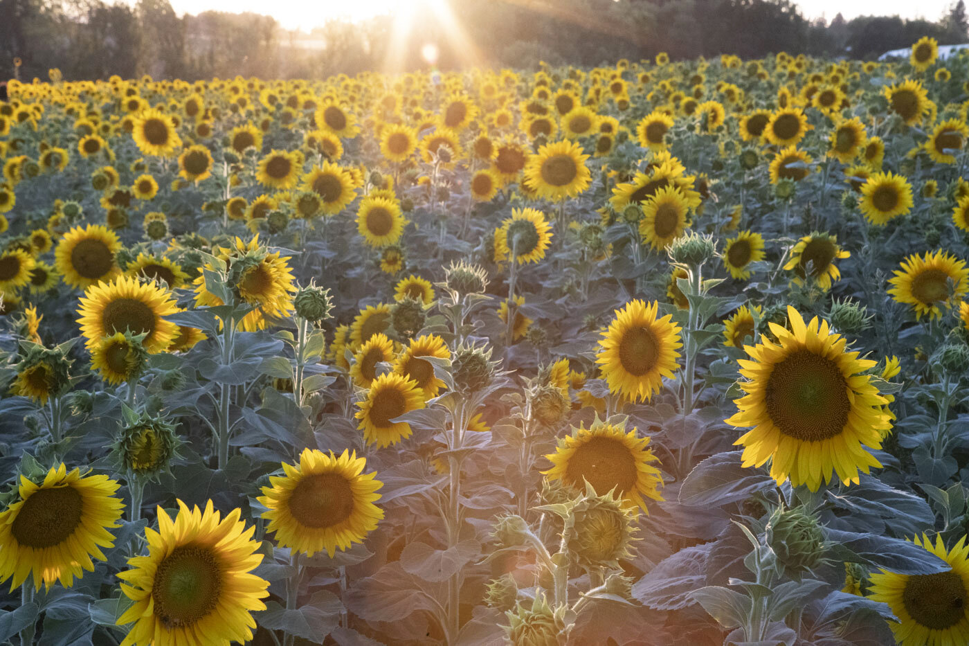 Sunflowers, West Union Gardens, OR