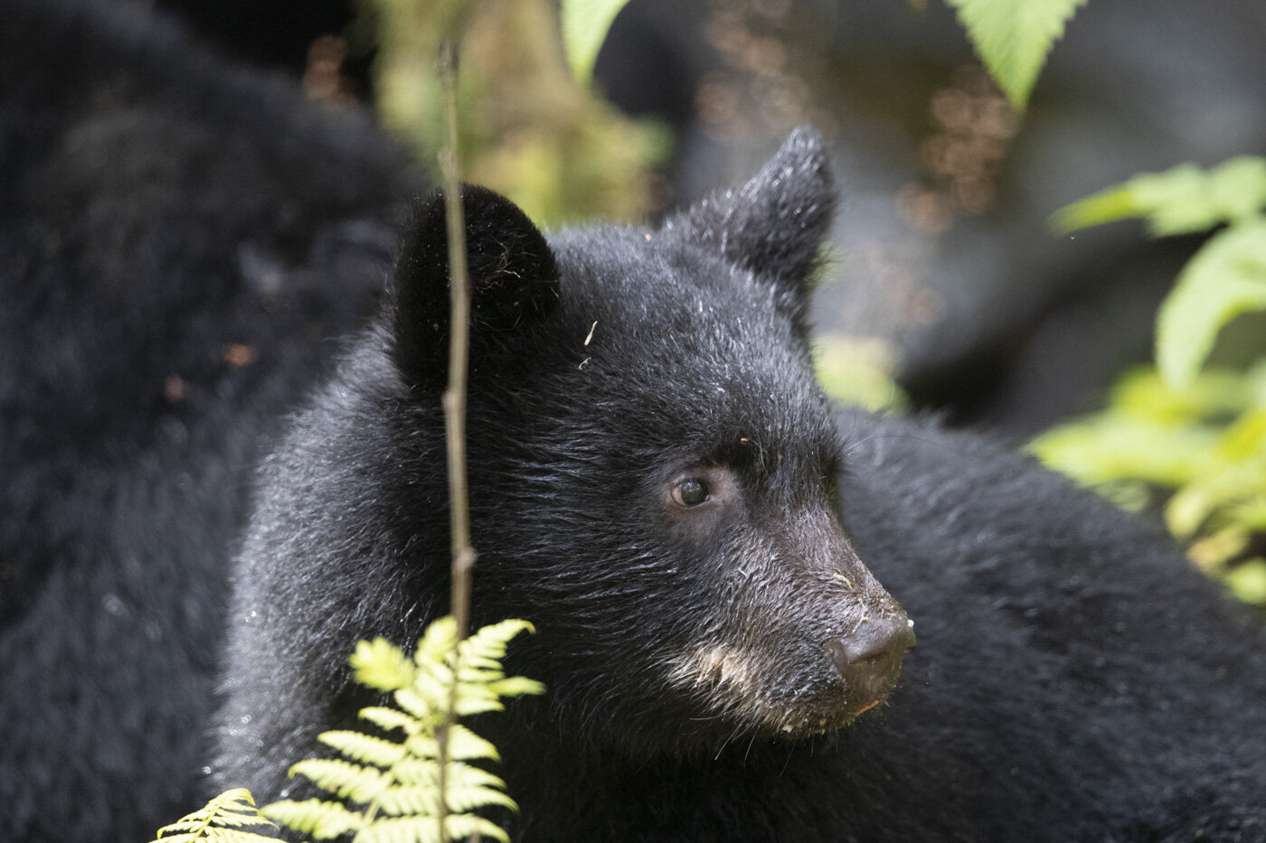 Black Bear, Ketchikan, AK
