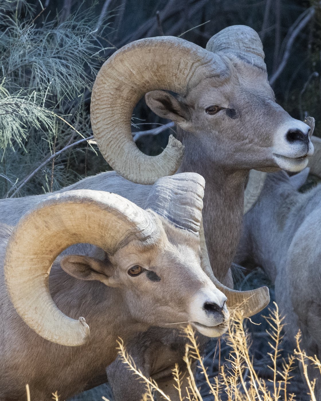 Peninsular Bighorn Sheep, Anza-Borrego Desert State Park