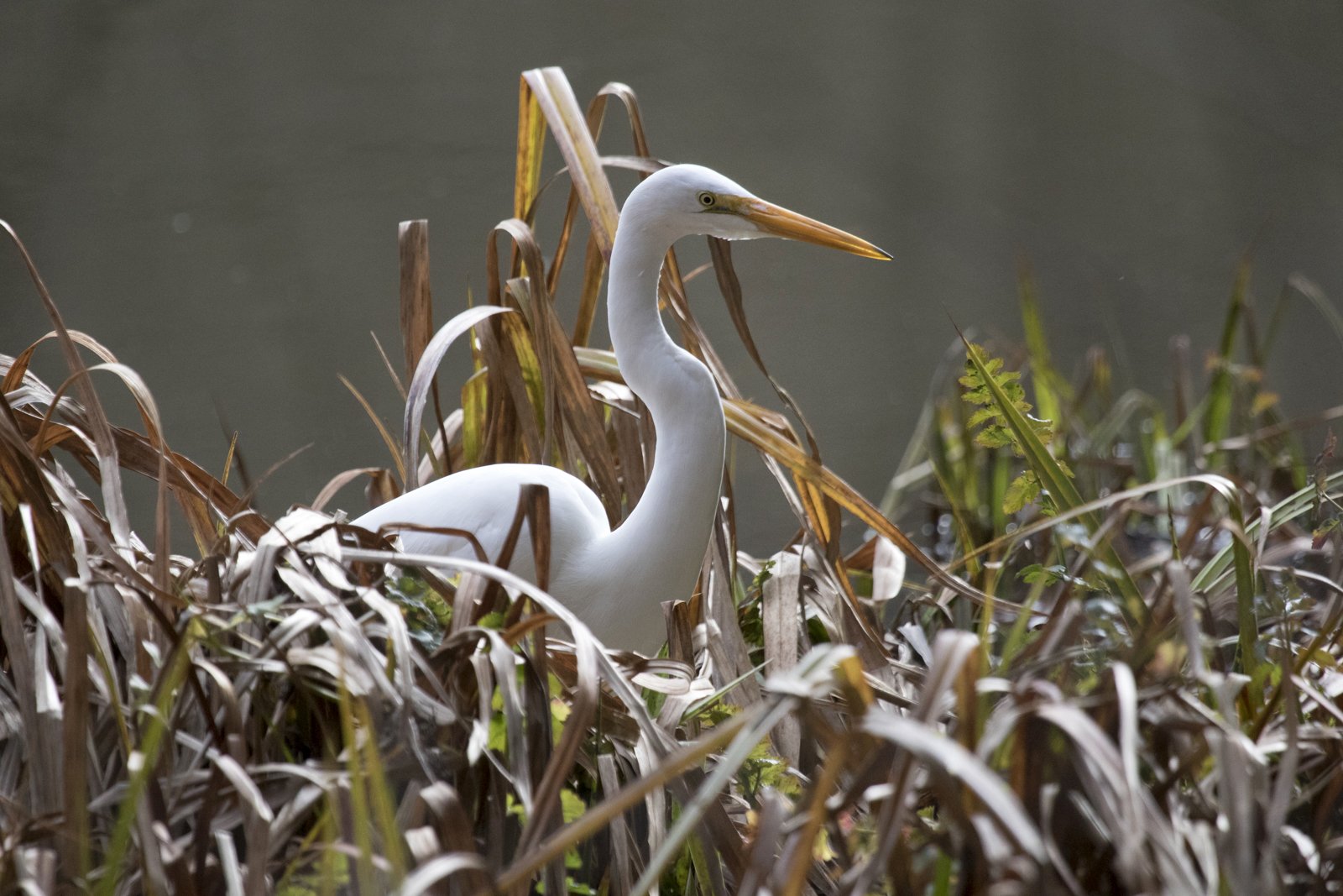Great Egret, Tilden Regional Park
