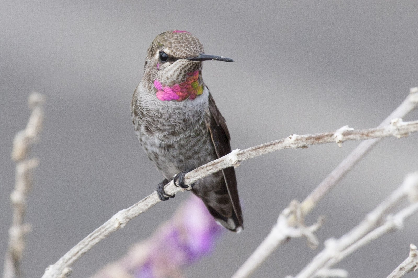 Anna's Hummingbird, Gualala, CA