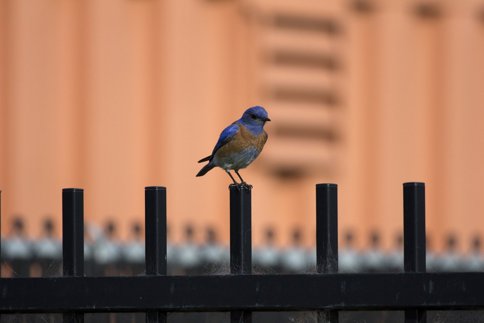 Western Bluebird, Berkeley, CA