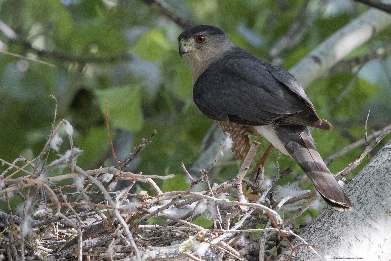 Cooper's Hawk, Big Morongo Canyon Preserve