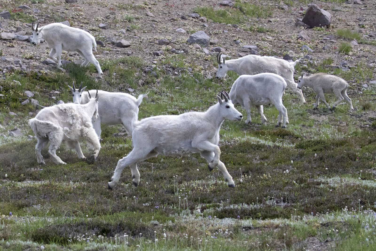 Mountain Goats, Mount Rainier National Park