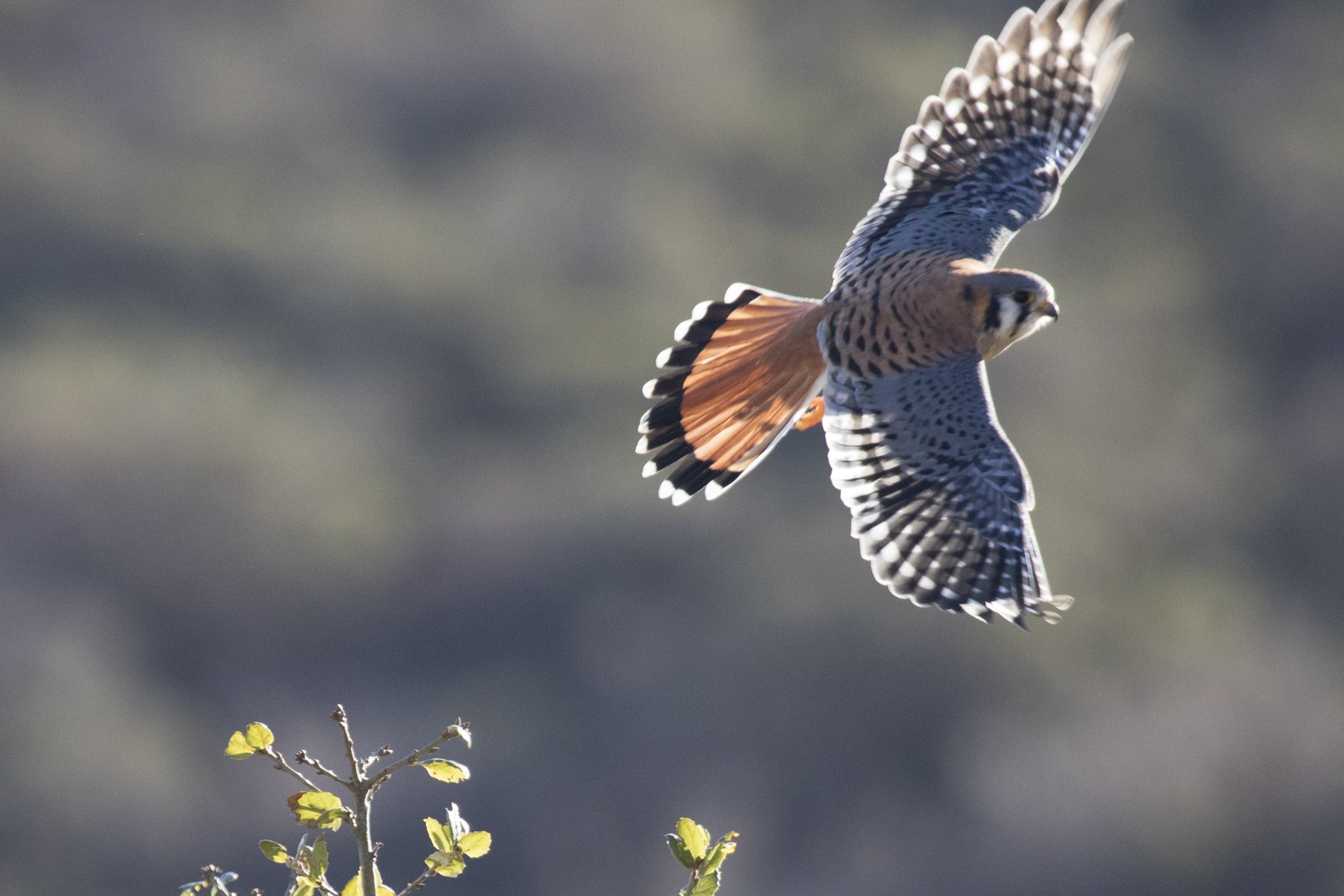 American Kestrel, Golden Gate National Recreation Area