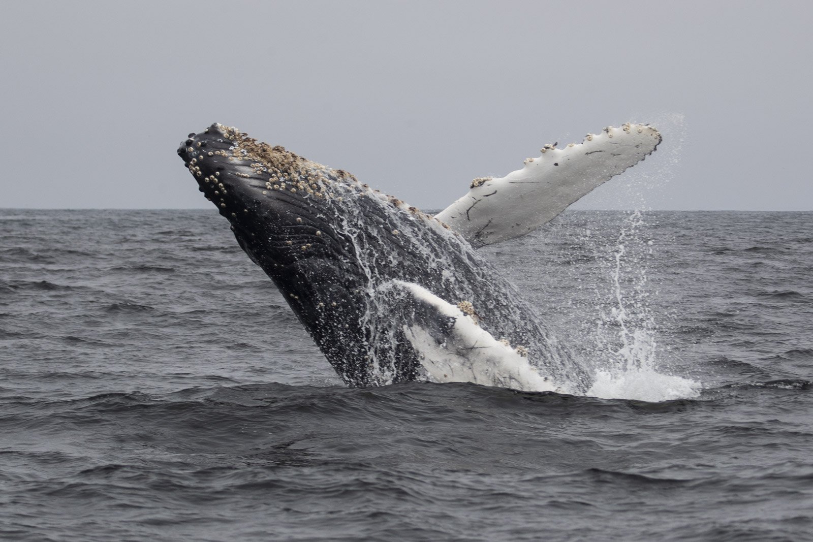 Humpback Whale, Monterey Bay National Marine Sanctuary