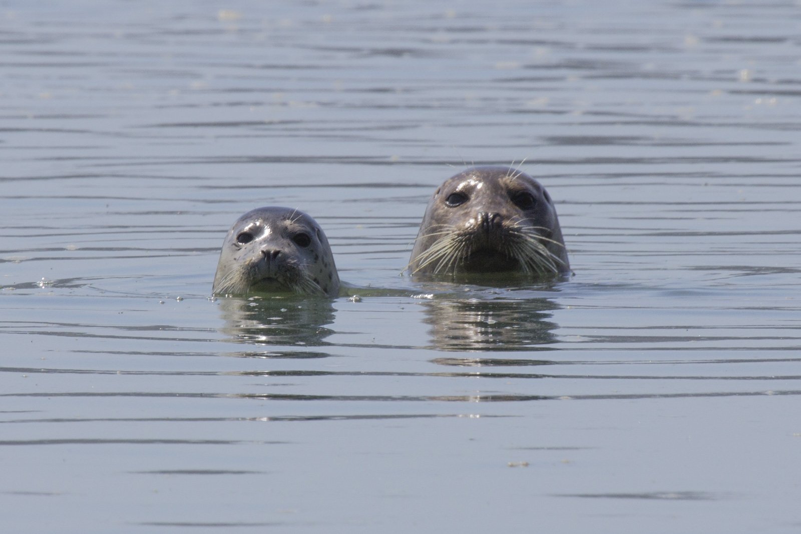 Harbor Seals, Bolinas Lagoon, CA